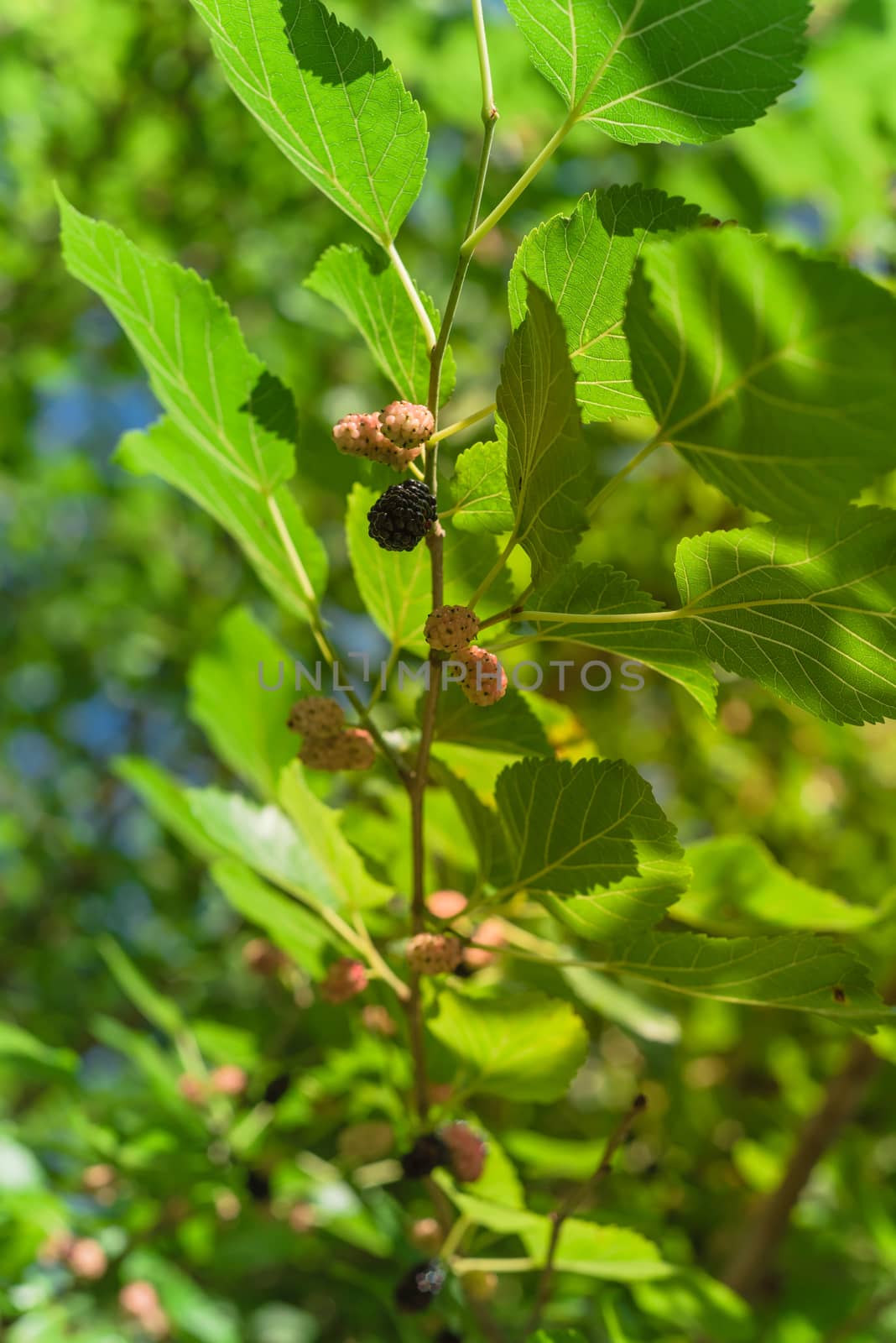 Ripe mulberry fruits on tree ready to harvest in Texas, USA by trongnguyen