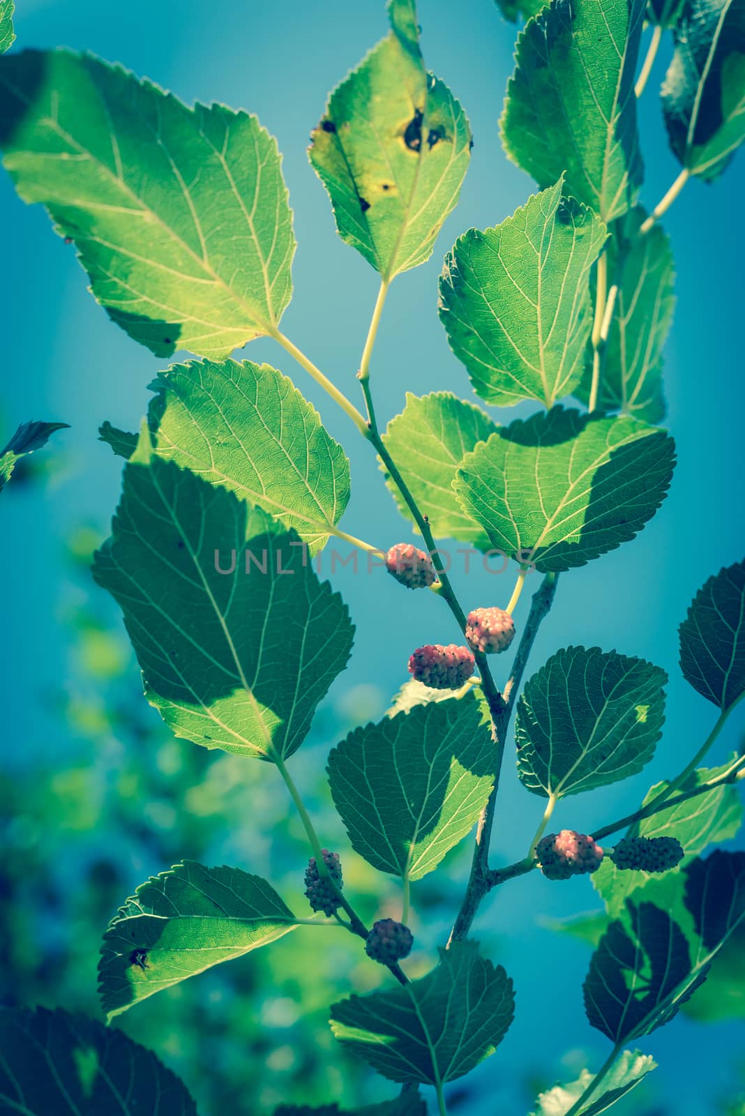 Vintage tone close-up view of sweet black mulberry morus nigra growing on tree branches near Dallas, Texas, America. Mulberries fruits ready to pickup in May harvest season