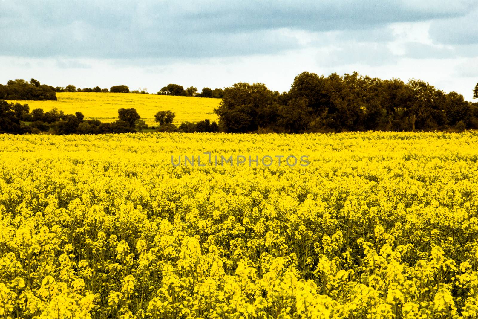 Soy field in flower with cloudy sky by Joanastockfoto