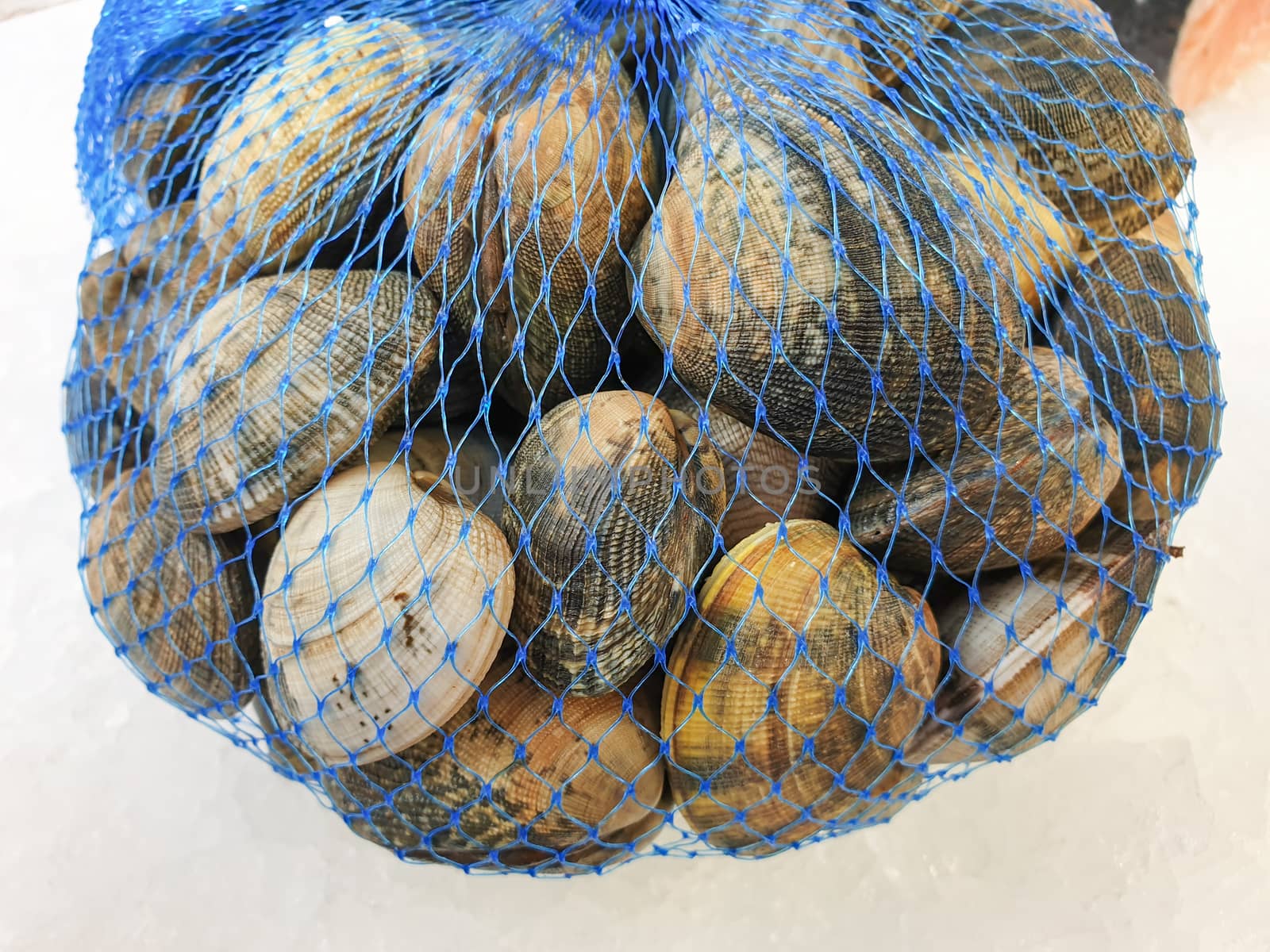 fresh raw  hard clam in the bag on ice,close up.