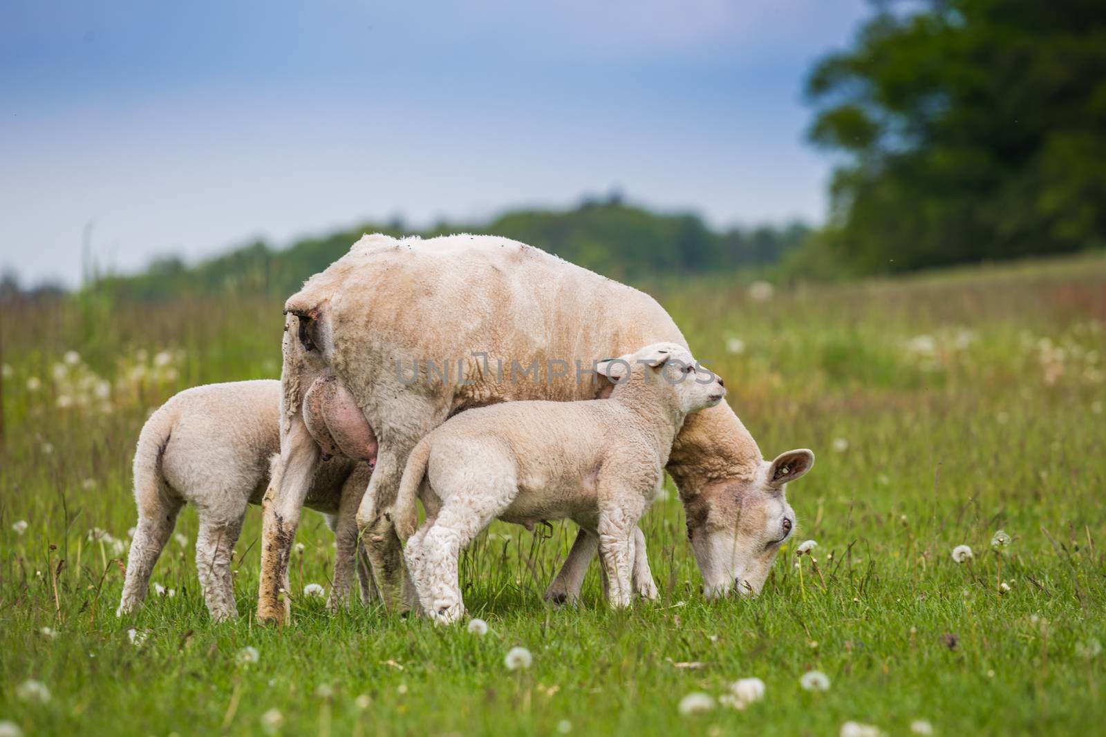 Texel ewe female sheep with newborn twin lambs in lush green meadow in Spring Time. Texel is a breed of sheep.