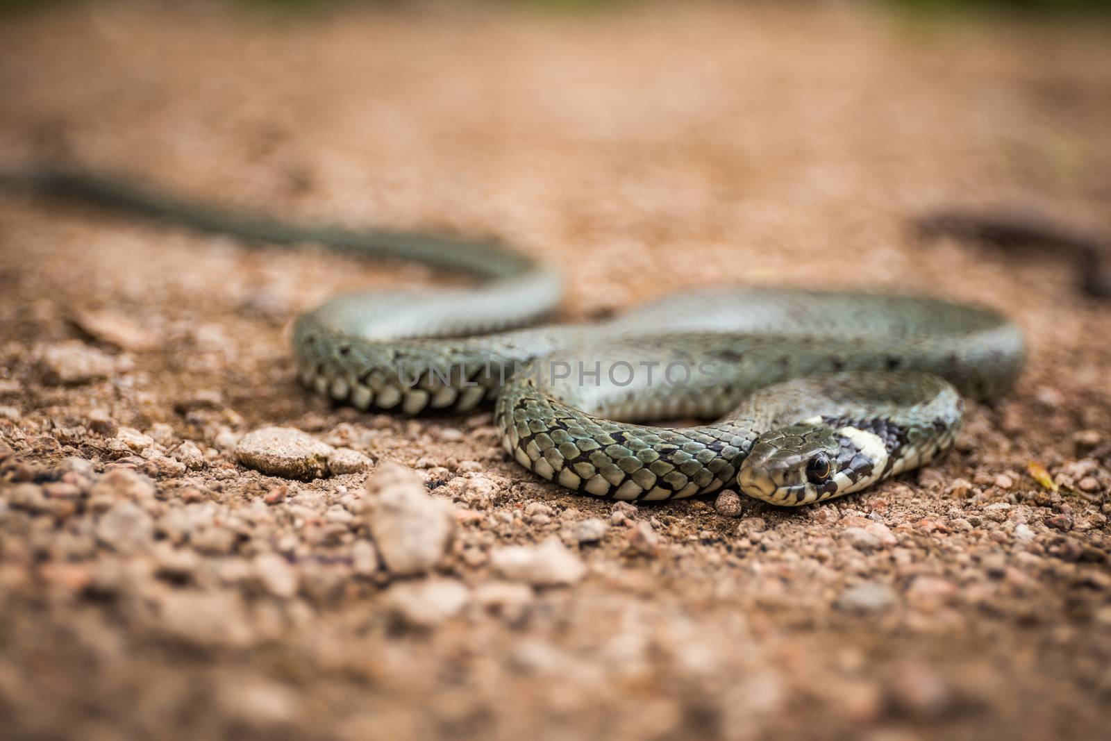 Masculine reptile or grass snake