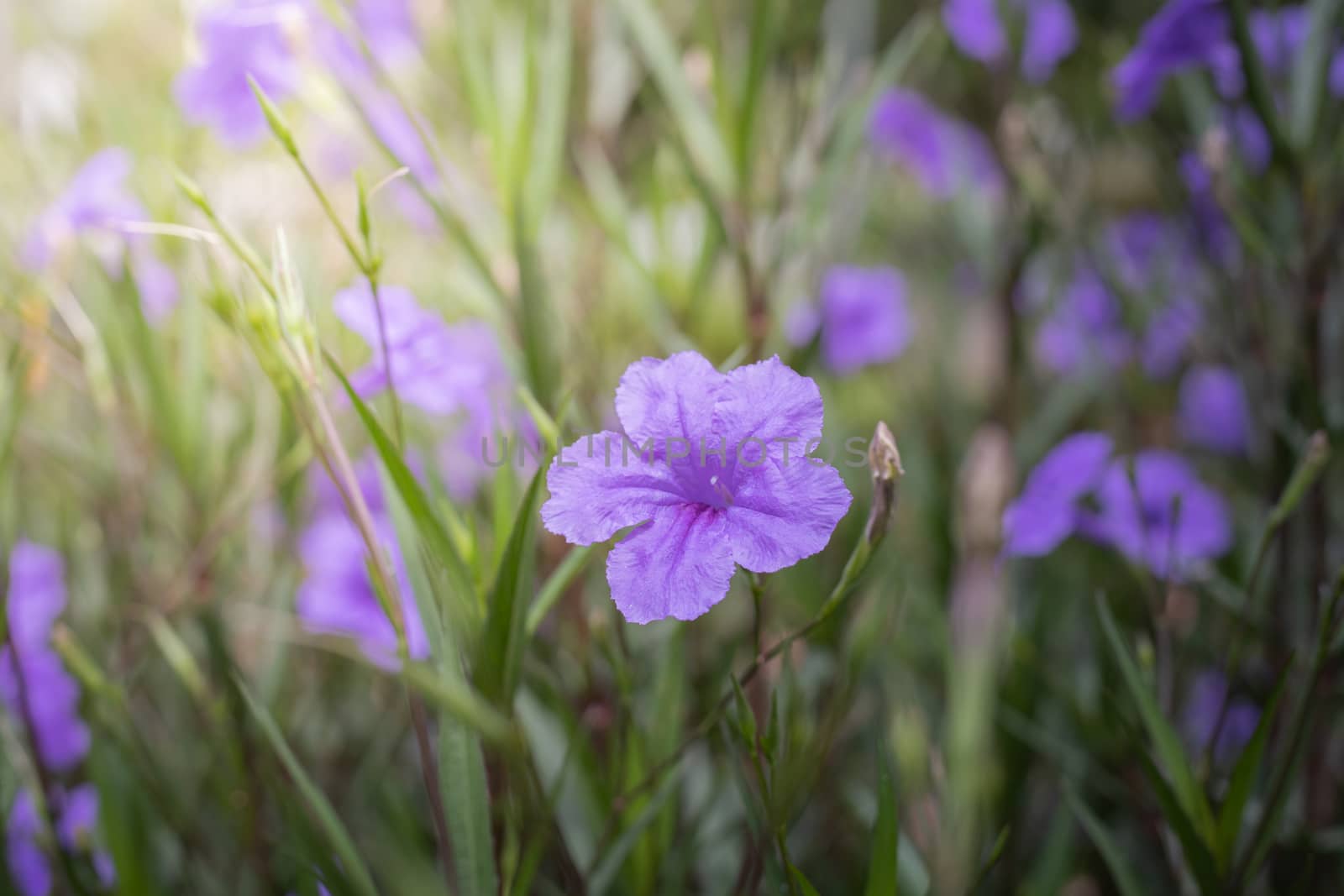 The background image of the colorful flowers, background nature