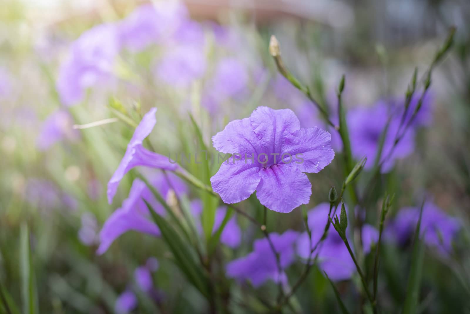 The background image of the colorful flowers, background nature