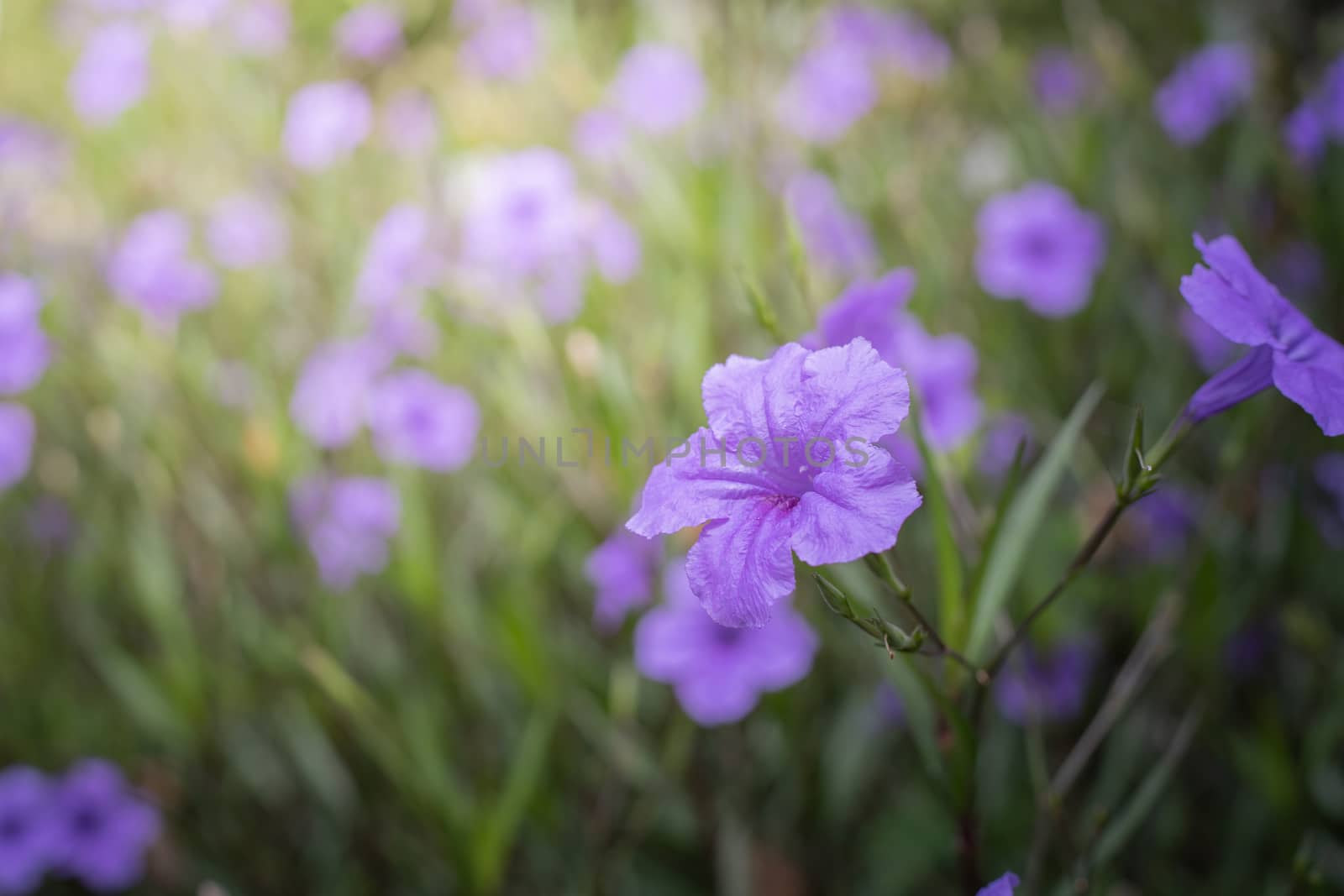 The background image of the colorful flowers, background nature