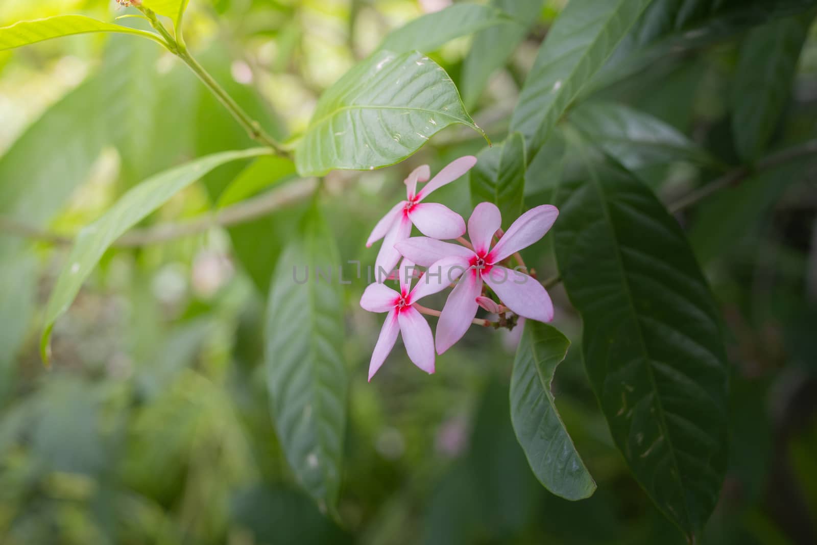 The background image of the colorful flowers, background nature