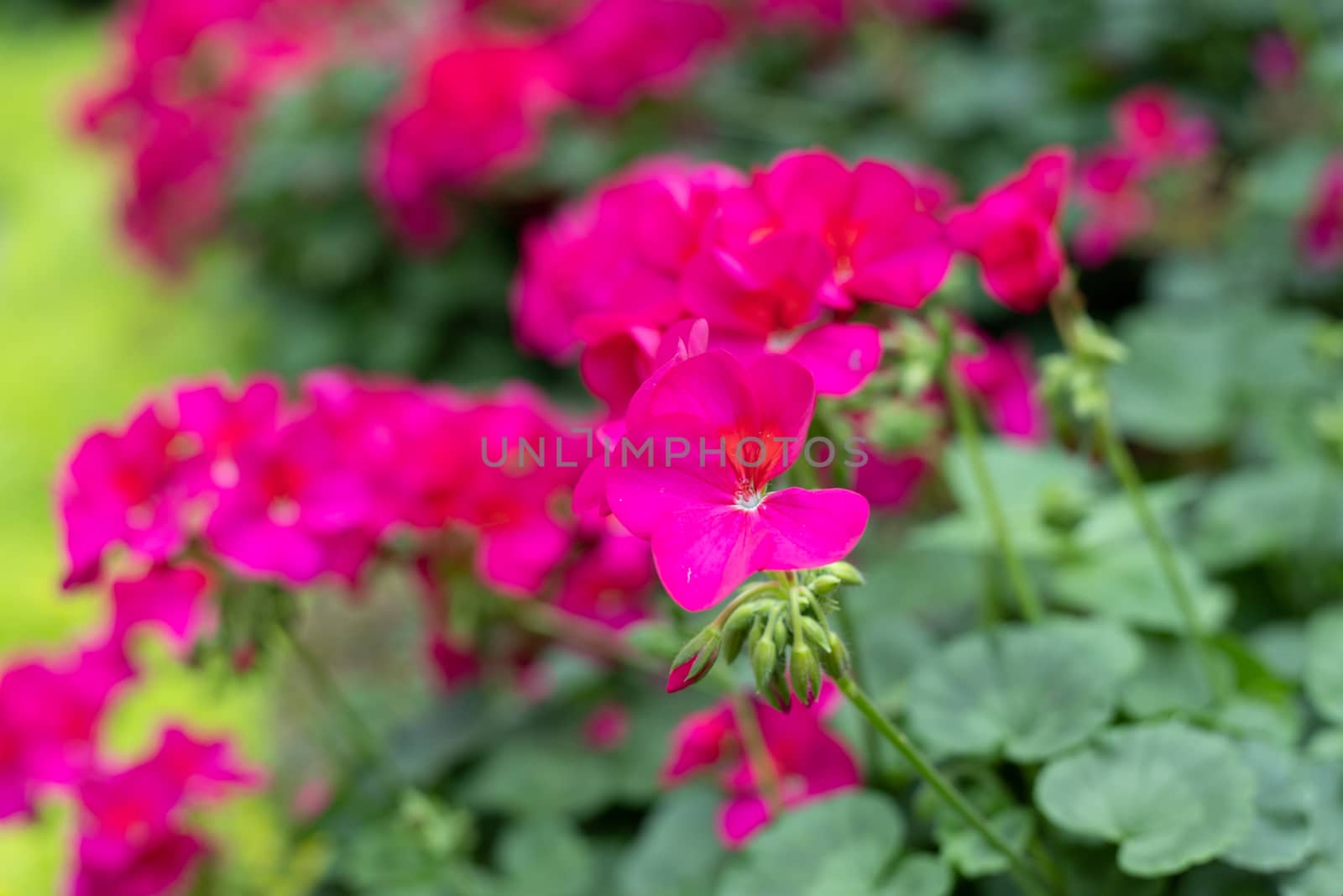 The background image of the colorful flowers, background nature