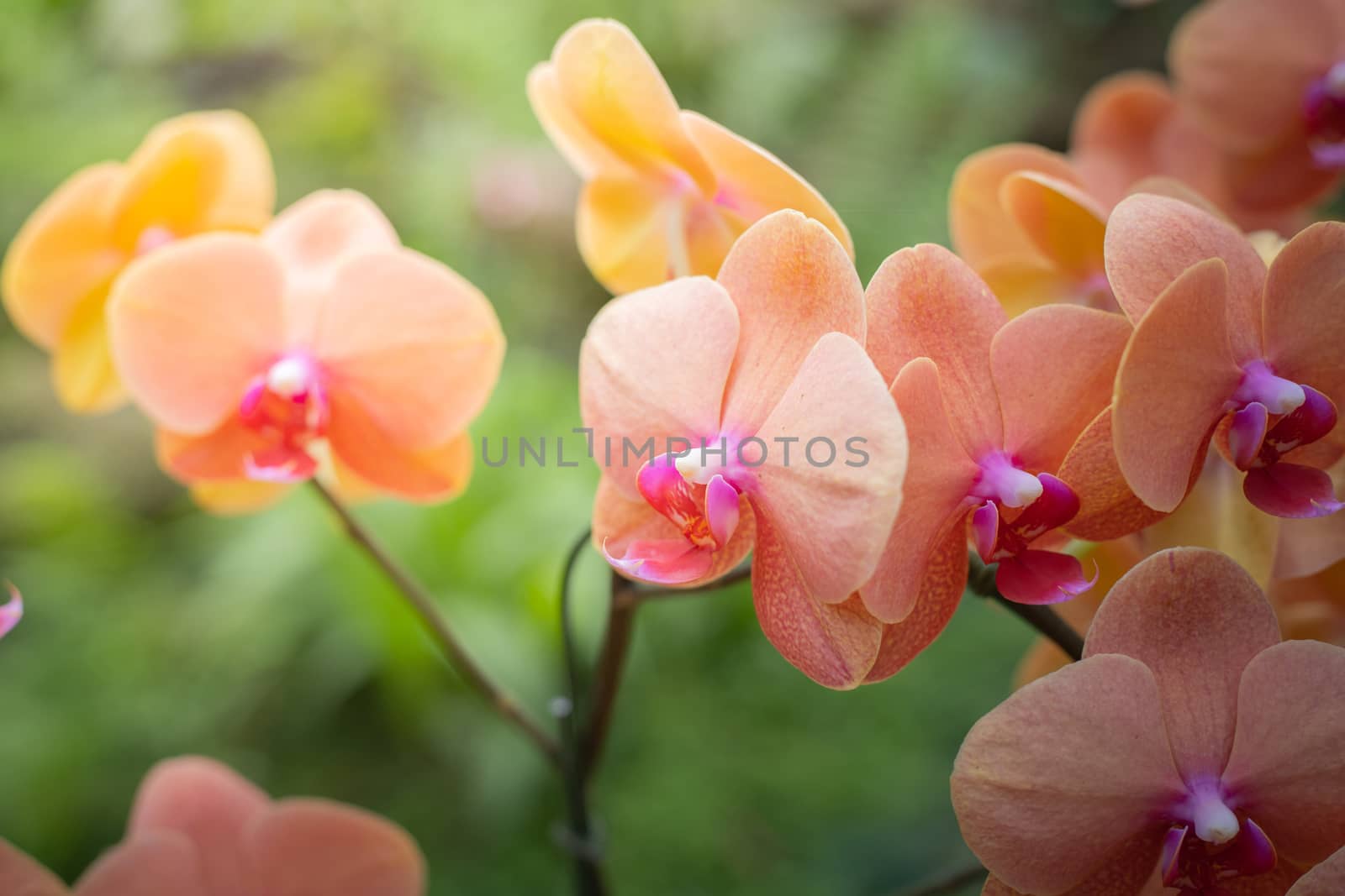 The background image of the colorful flowers, background nature