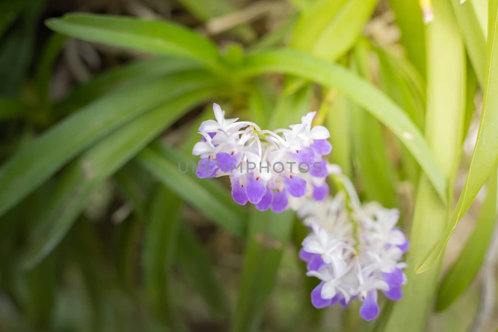 The background image of the colorful flowers, background nature