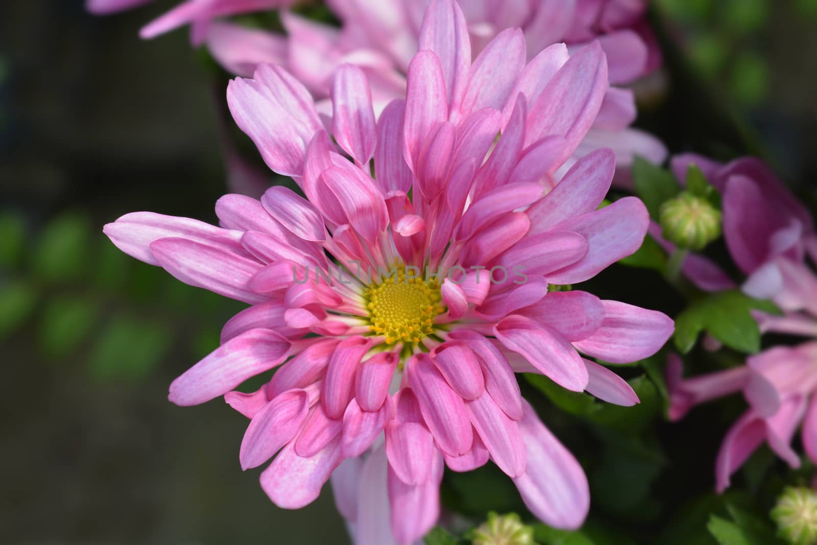 Pink Chrysanthemum - Latin name - Dendranthema indicum (Chrysanthemum indicum)