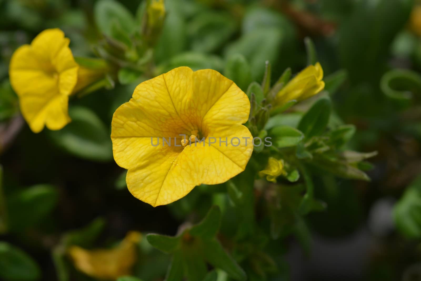 Calibrachoa Calipetite Yellow - Latin name - Calibrachoa hybrida Calipetite