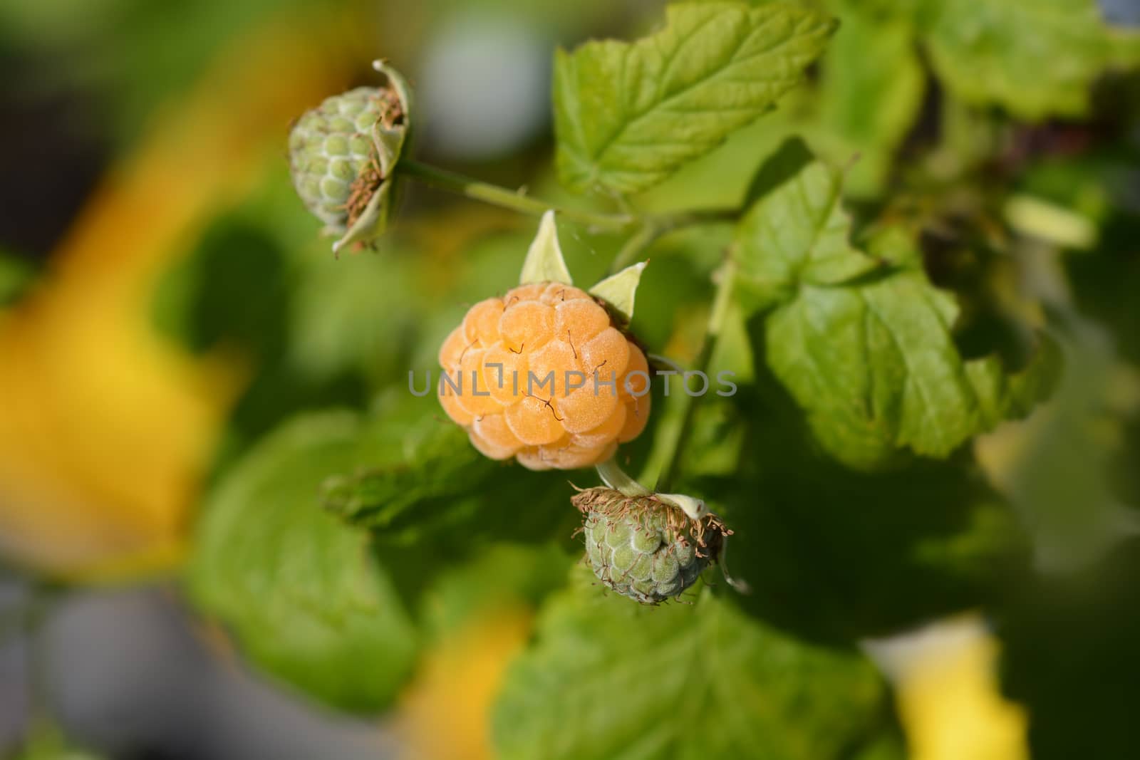 Raspberry Fallgold - Latin name - Rubus idaeus Fallgold