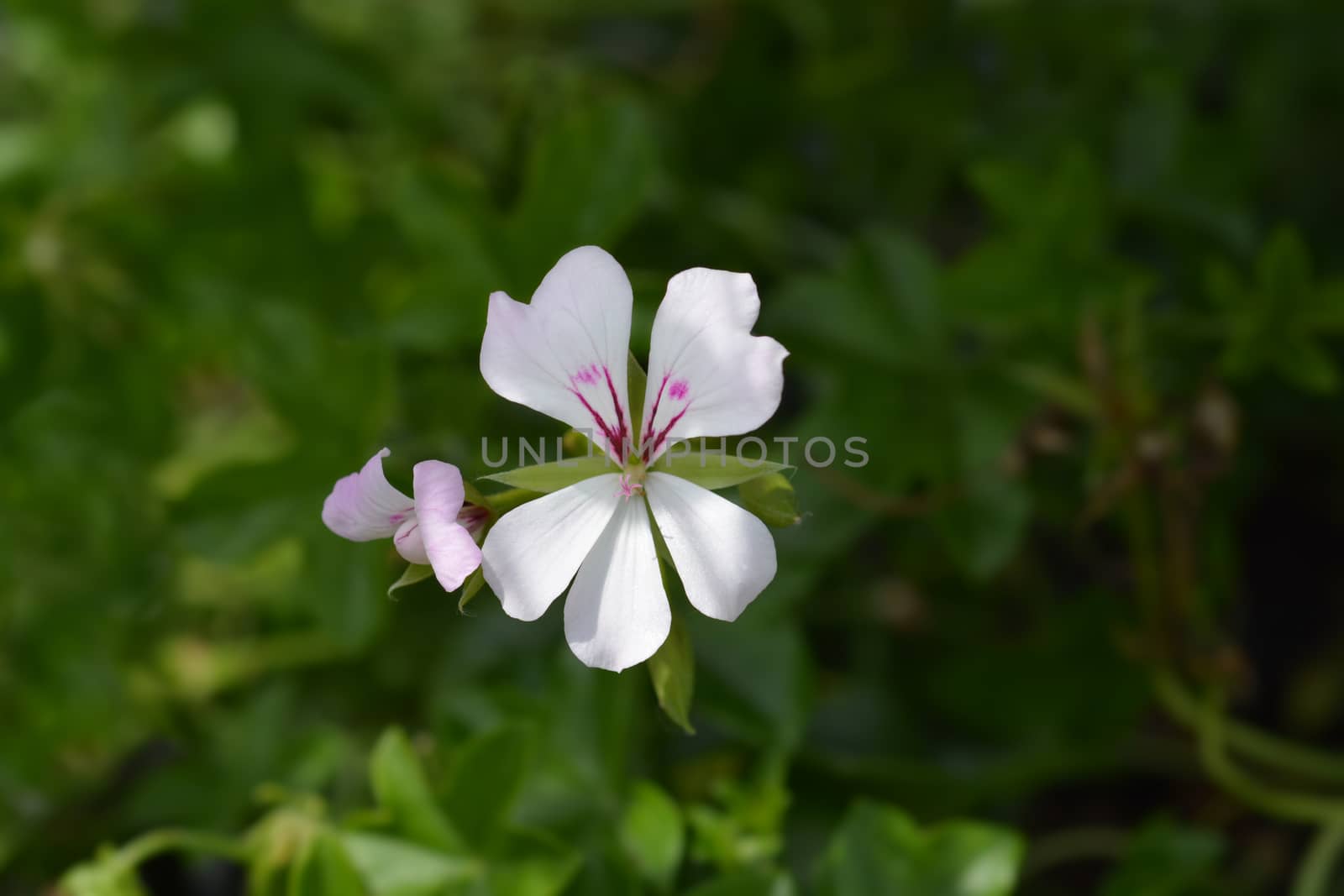 Ivy-leaved pelargonium - Latin name - Pelargonium peltatum