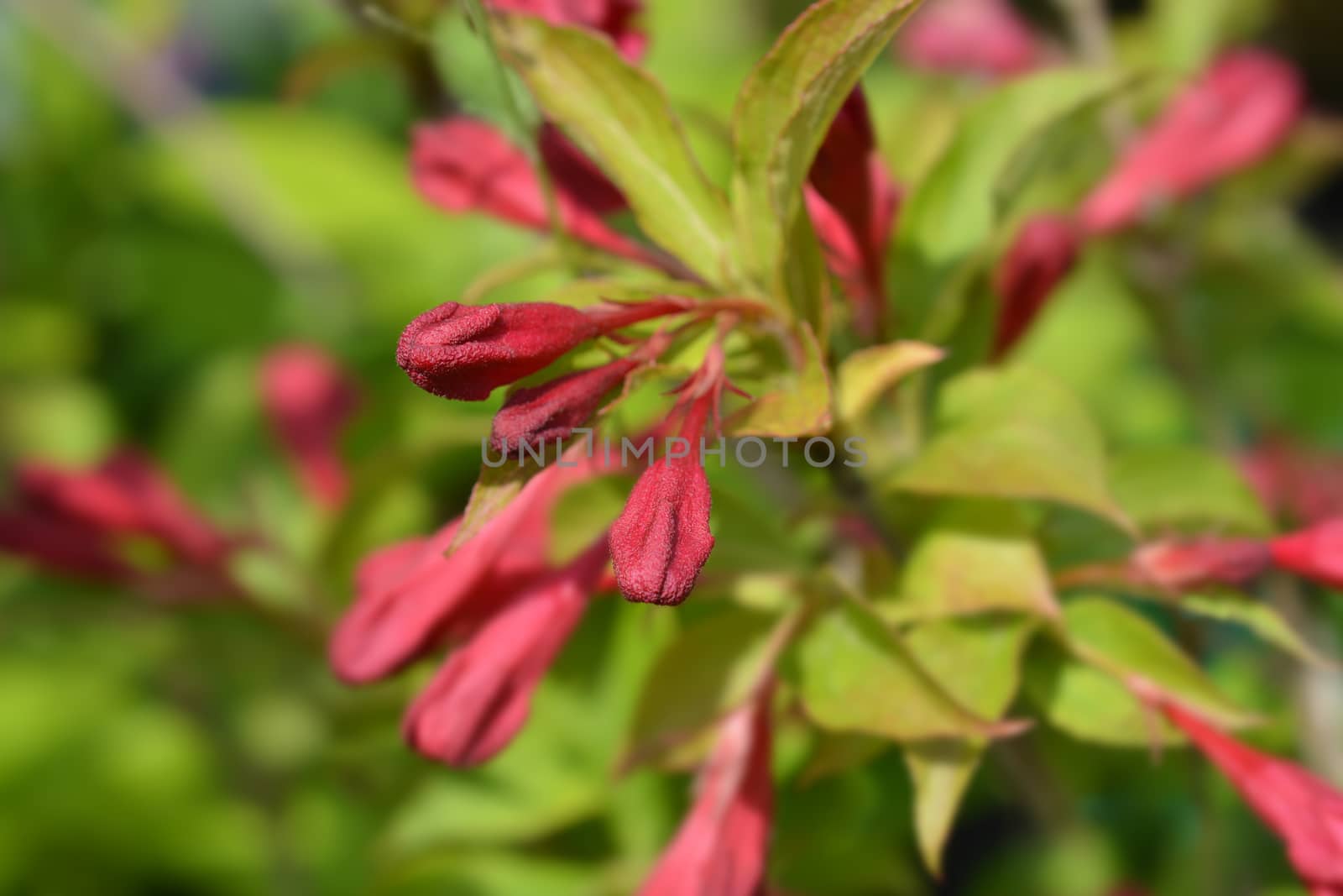 Weigela Red Prince flower buds - Latin name - Weigela florida Red Prince