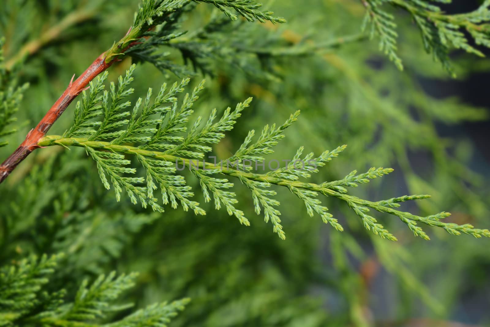 Leyland cypress - Latin name - Cuprocyparis leylandii