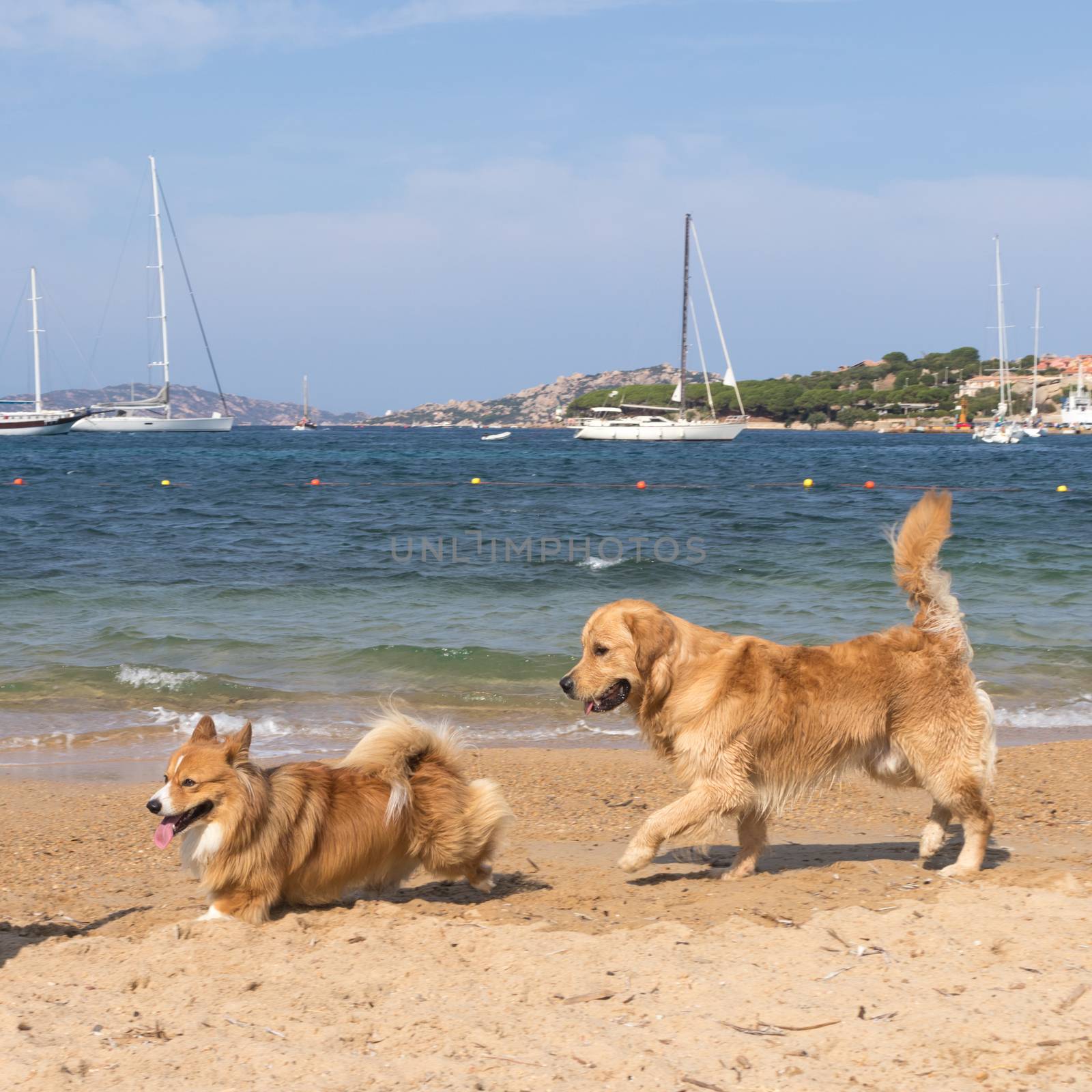 Group of dogs playing on dogs friendly beach near Palau, Sardinia, Italy.