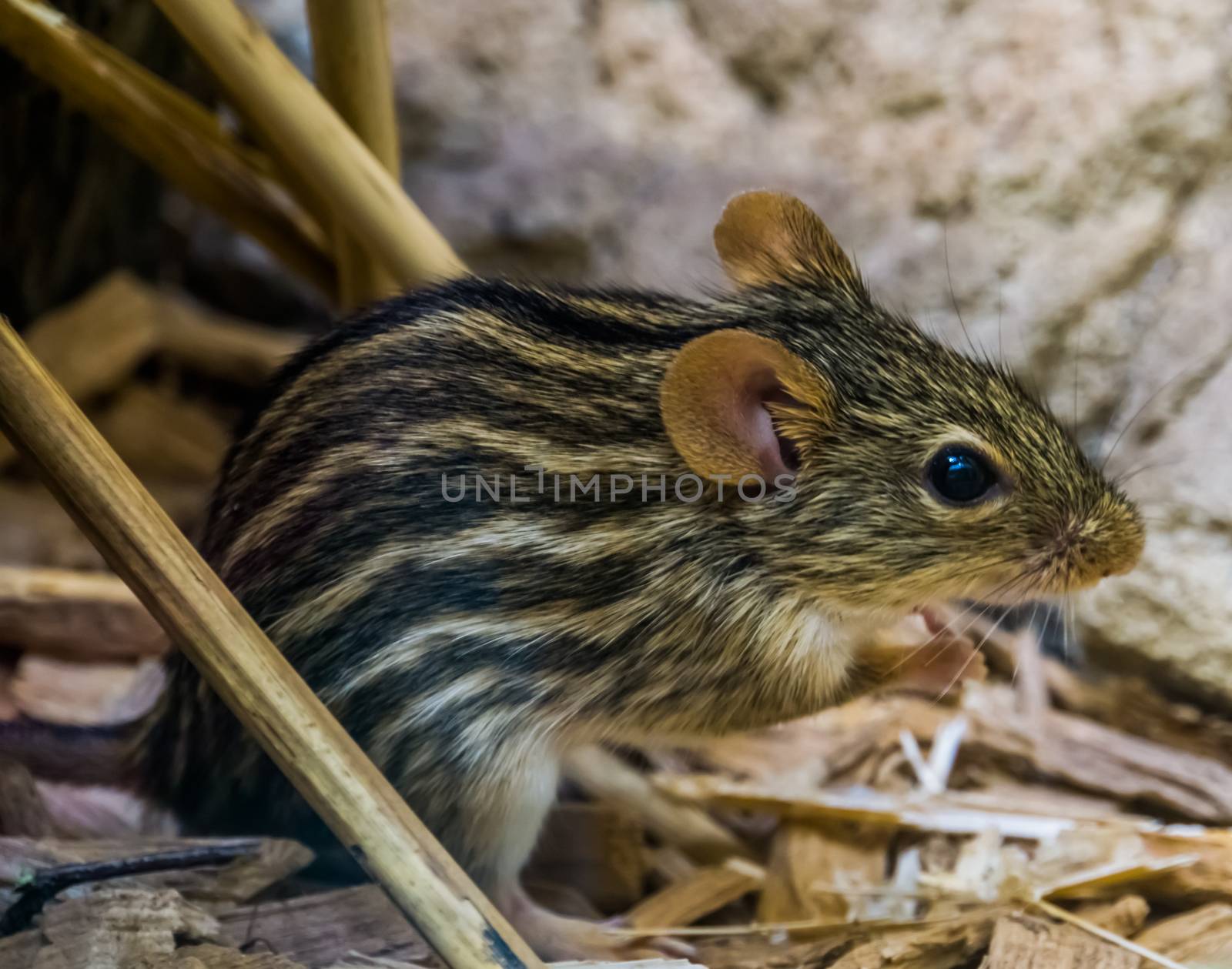closeup portrait of a barbary striped grass mouse, popular tropical rodent from Africa, small cute pets