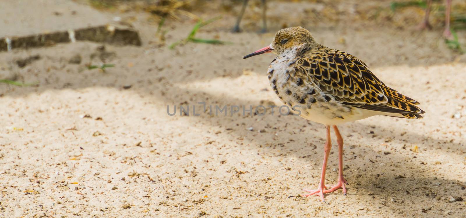 Closeup of a common red shank walking in the sand, Sandpiper from Eurasia, coastal wading bird by charlottebleijenberg