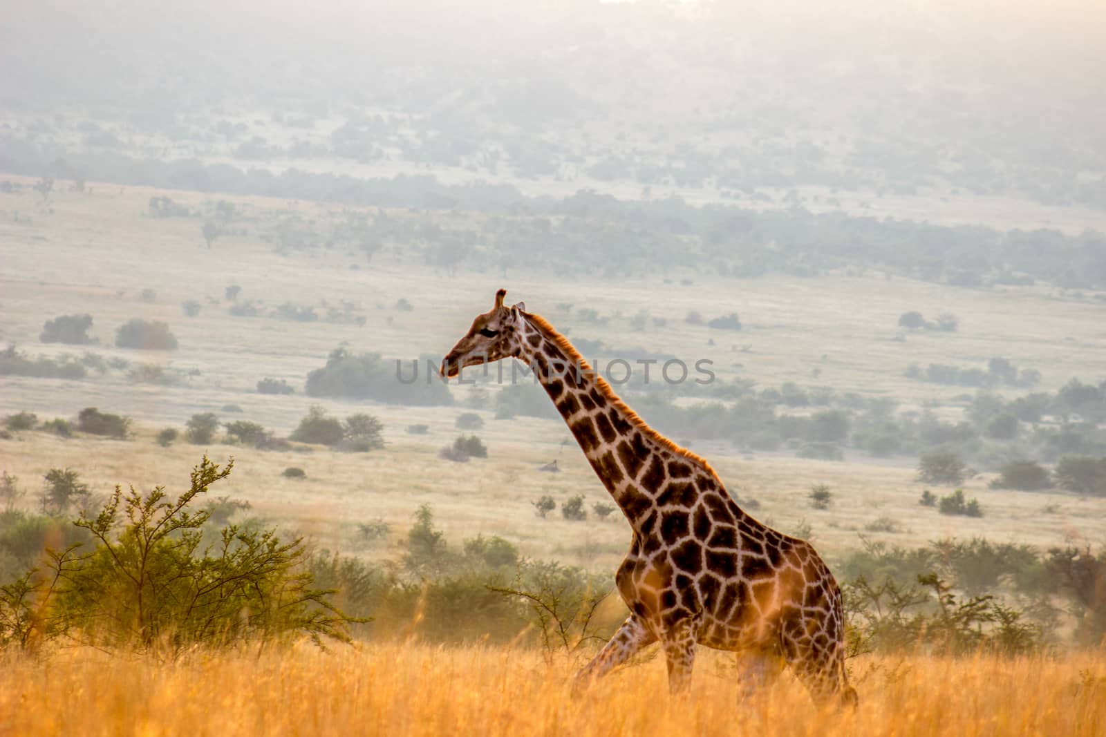 Giraffe walking in the morning sun by RiaanAlbrecht