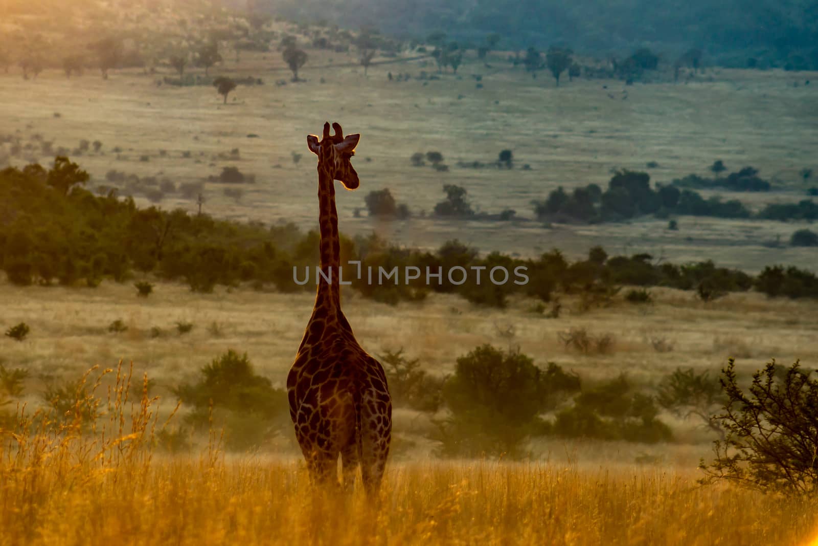 Giraffe standing in the morning sun