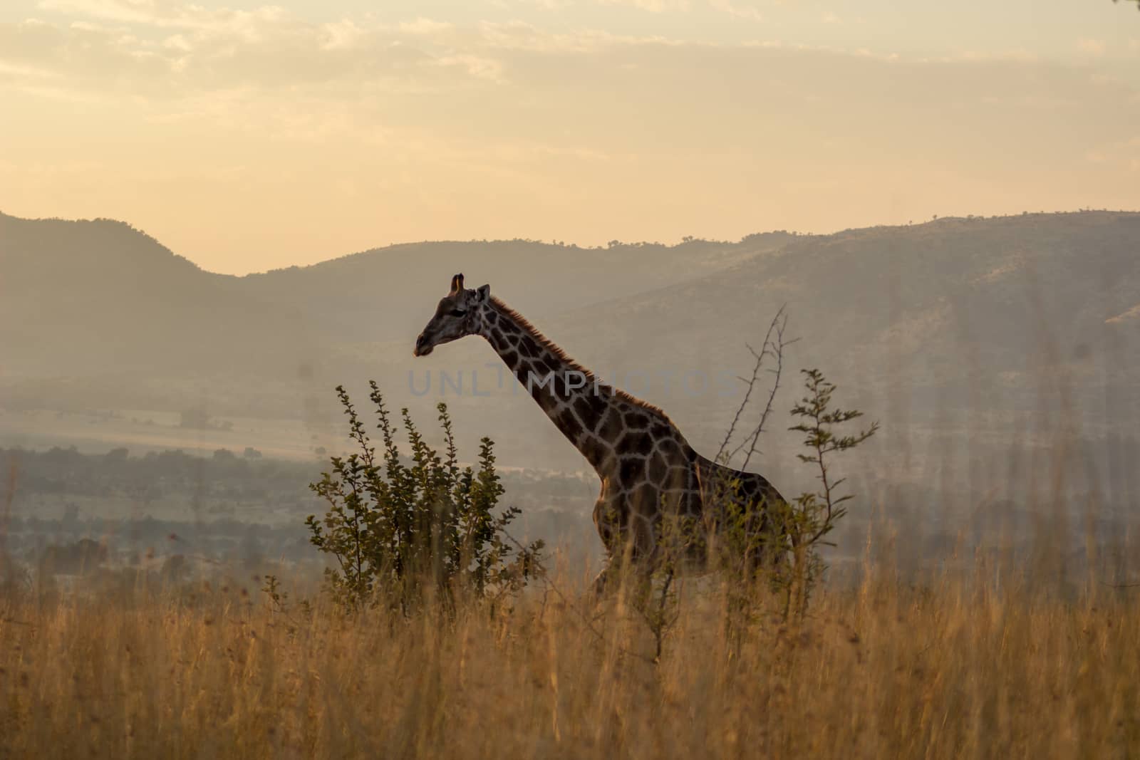 Giraffe in the morning by RiaanAlbrecht