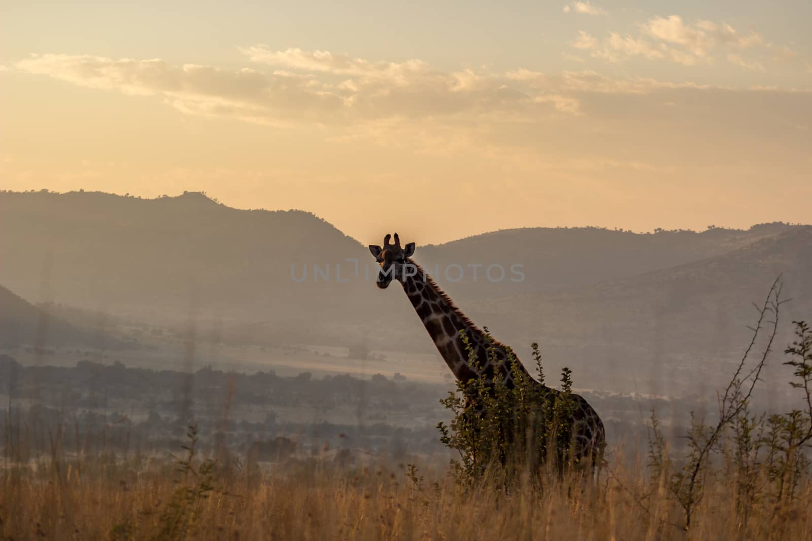 Giraffe in the morning just after sun rise