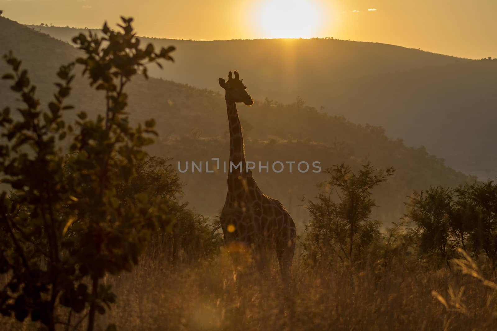 Giraffe in the morning sunrise