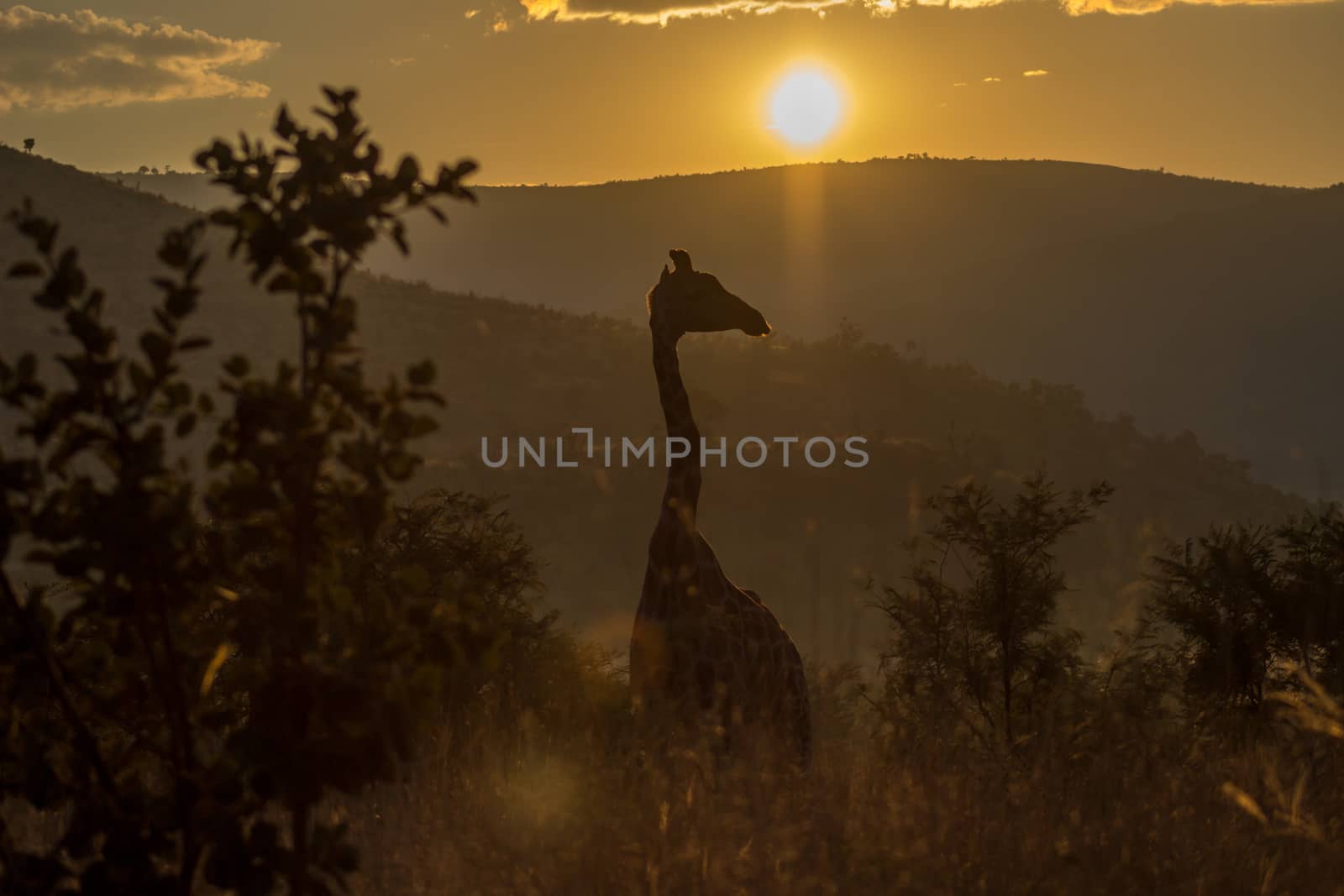 Girrafe in the morning sunlight