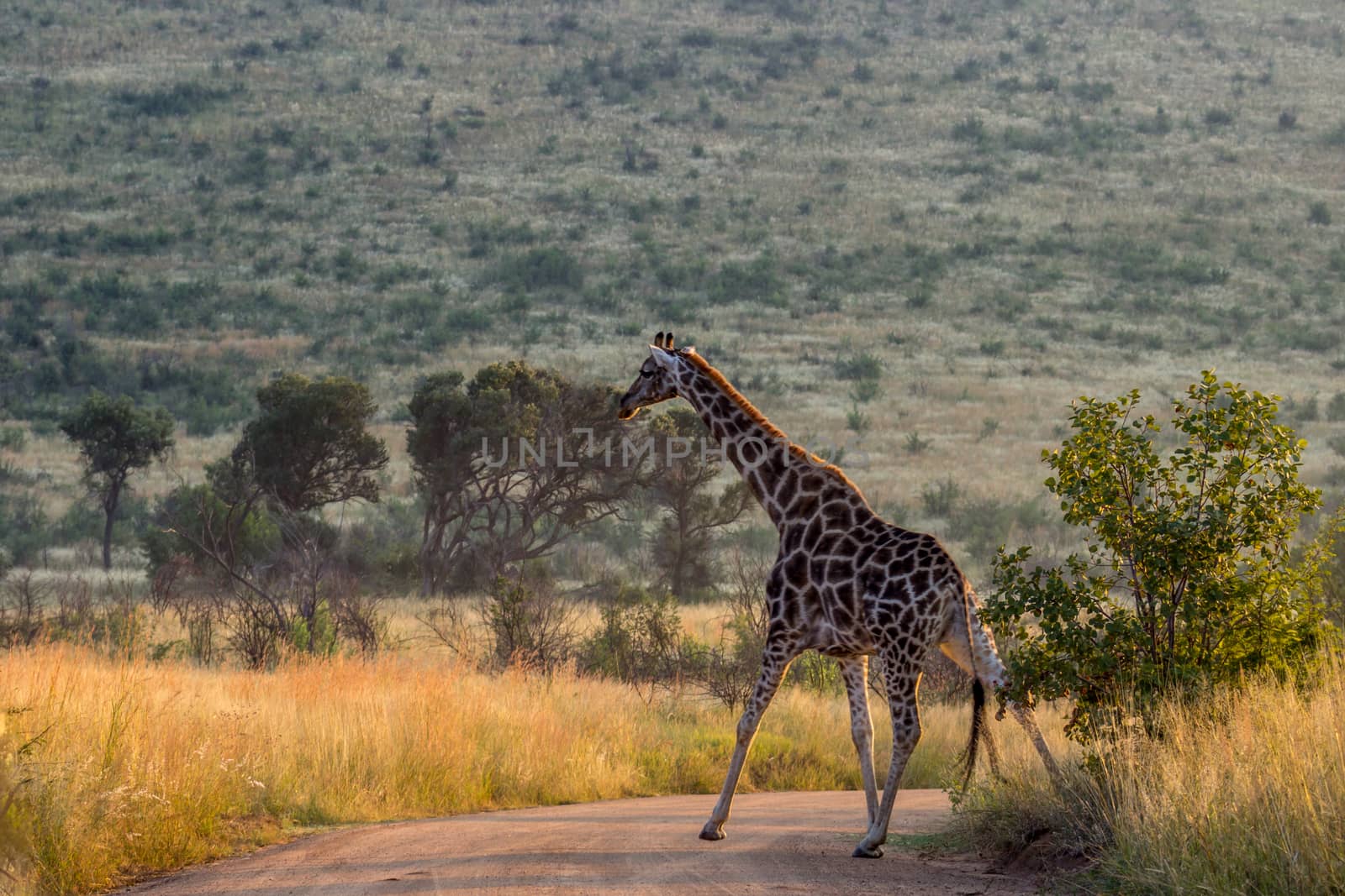 Giraffe cross a road by RiaanAlbrecht