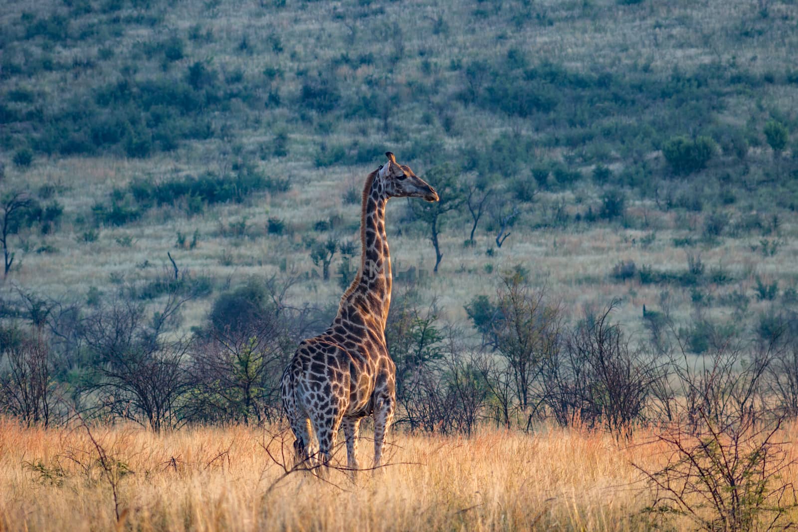 Giraffe standing in the long grass