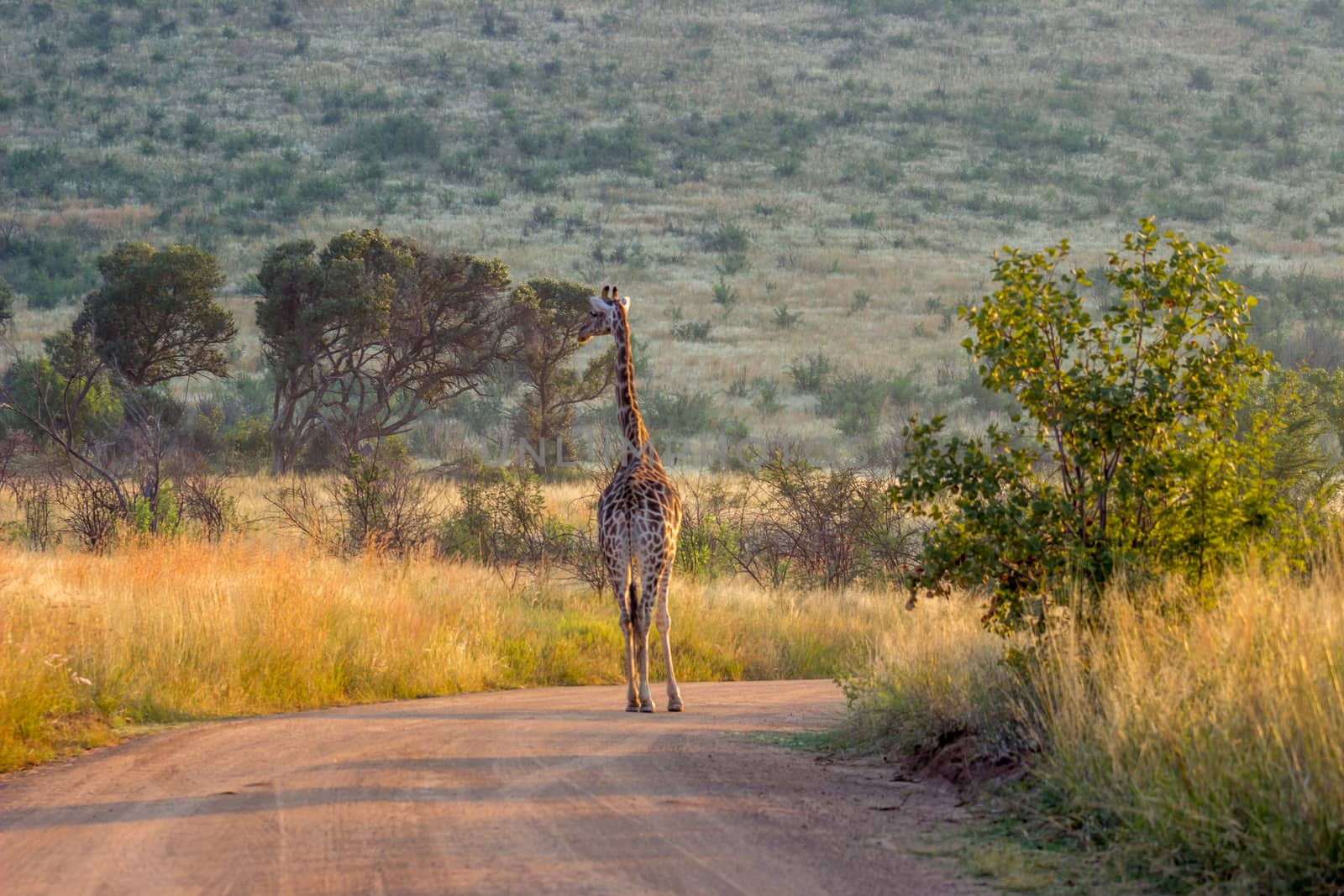 Giraffe standing in the road by RiaanAlbrecht