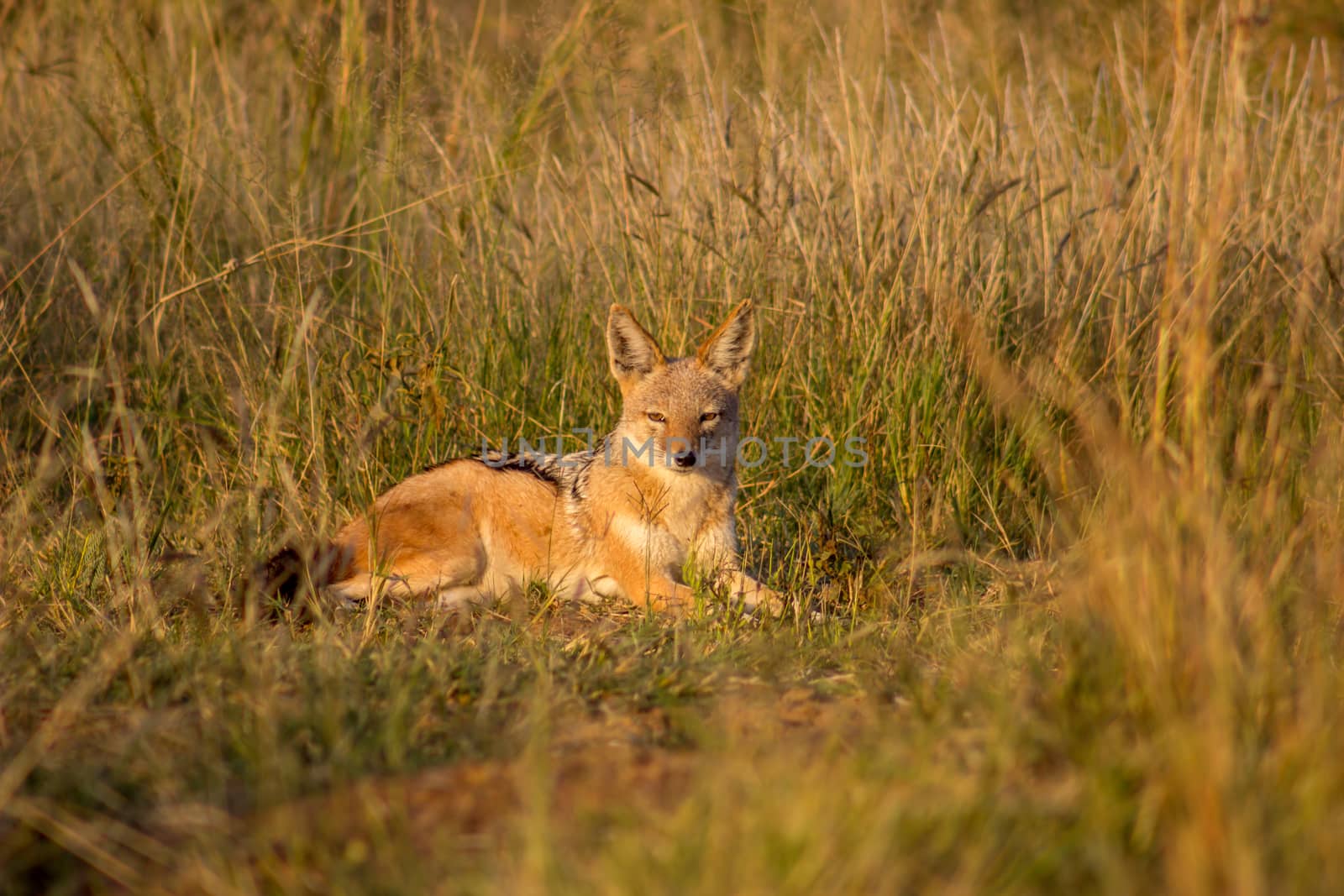 Black backed jackal lying on green grass by RiaanAlbrecht