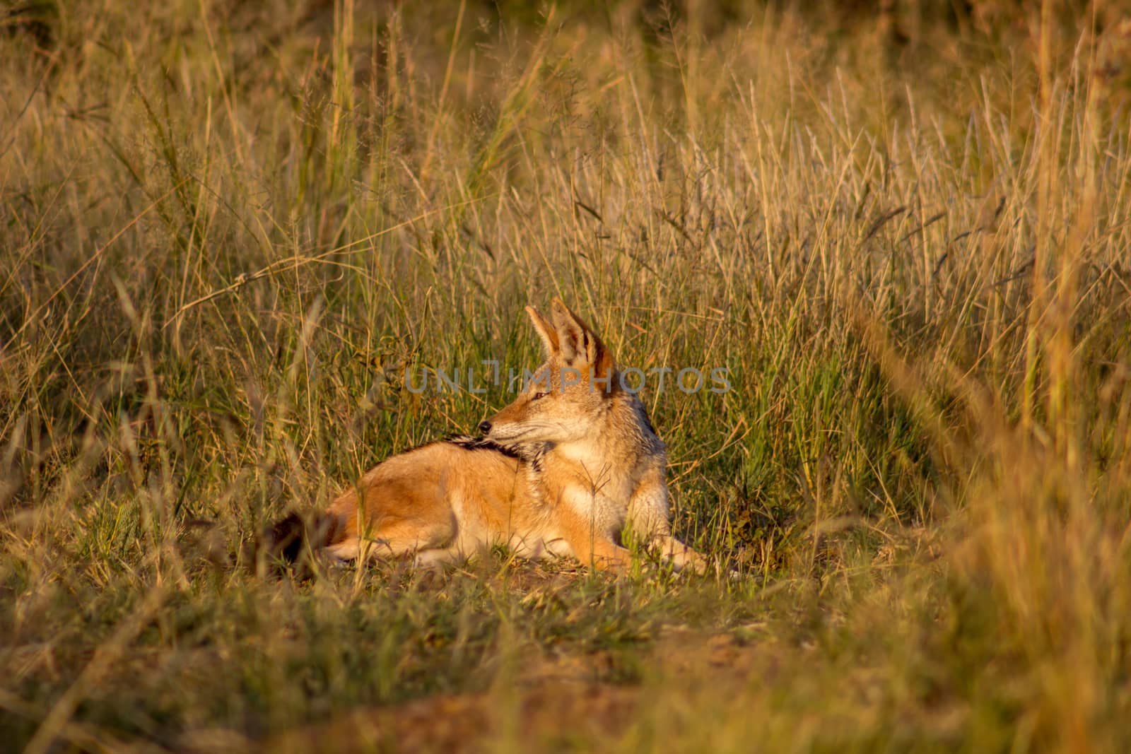 black backed jackal lying on green grass by RiaanAlbrecht