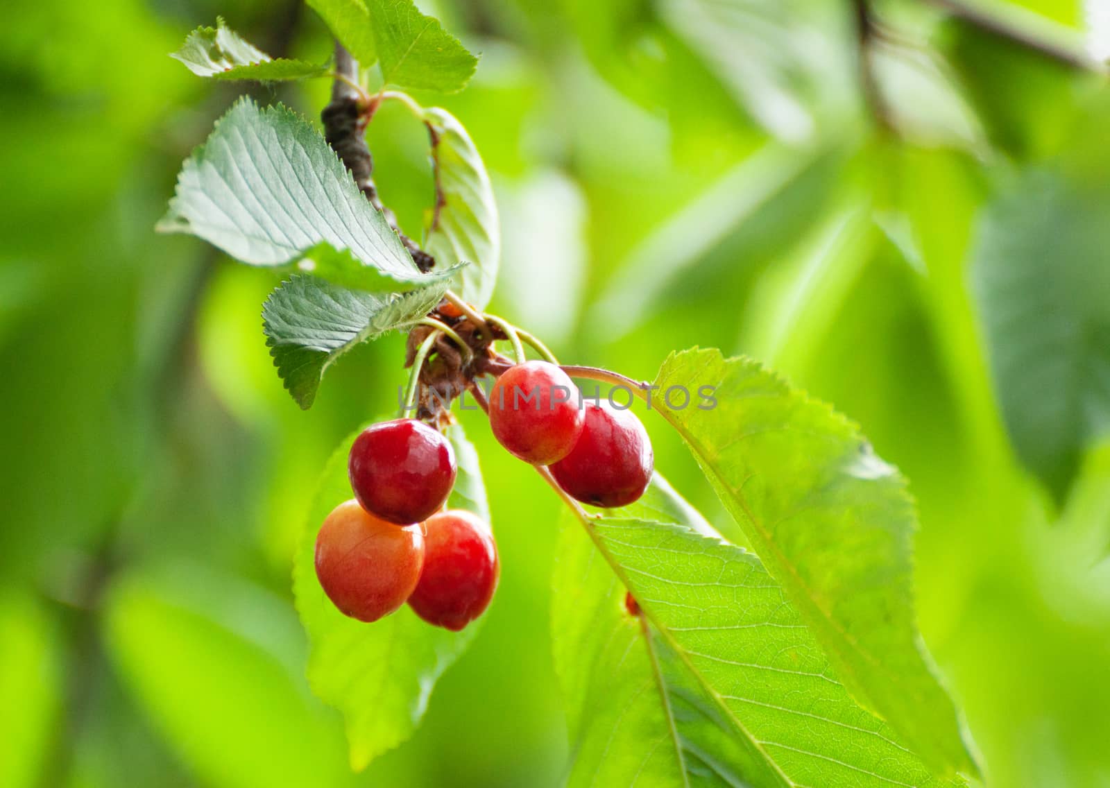 Fresh organic red cherries close up with stems on tree