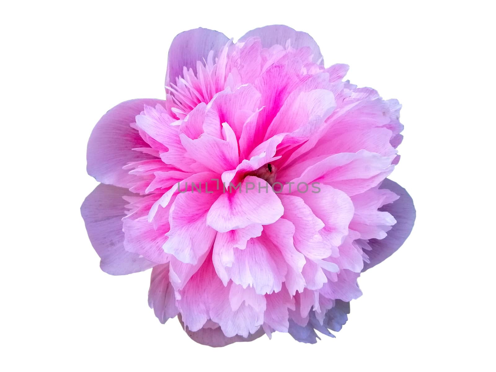 pink Peony flower isolated on white background by Lenkapenka