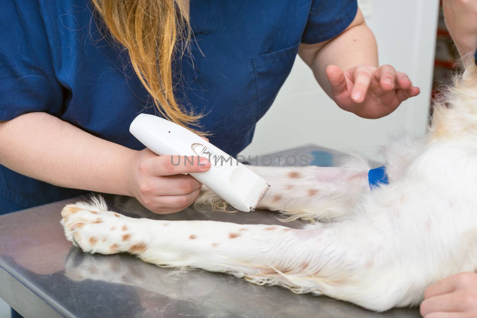veterinarian shaving a dog for surgery. close up by HERRAEZ