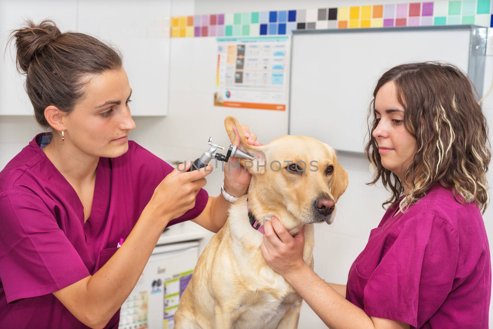 Hearing checkup of a dog in veterinary clinic