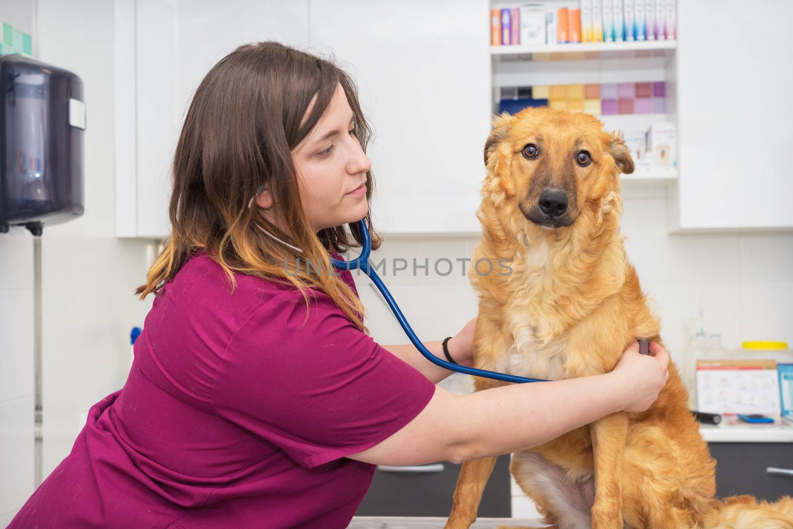 Female veterinary doctor using stethoscope for cute dog examination