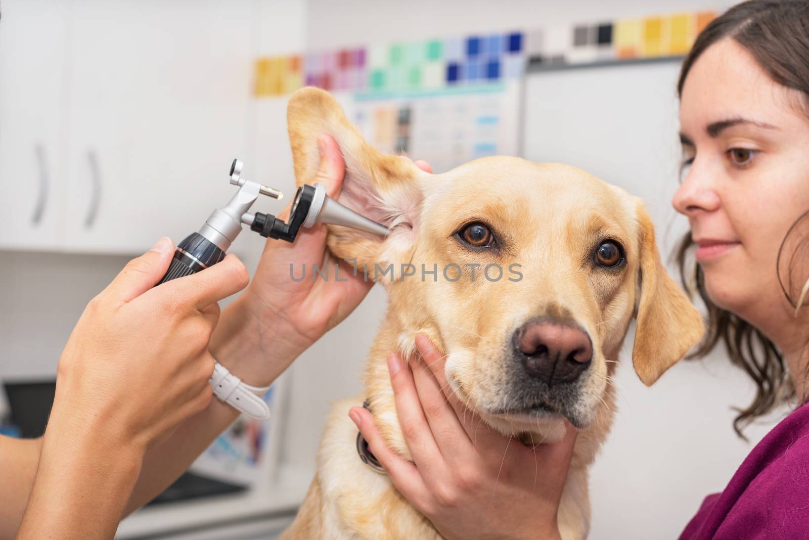 Hearing checkup of a dog in veterinary clinic