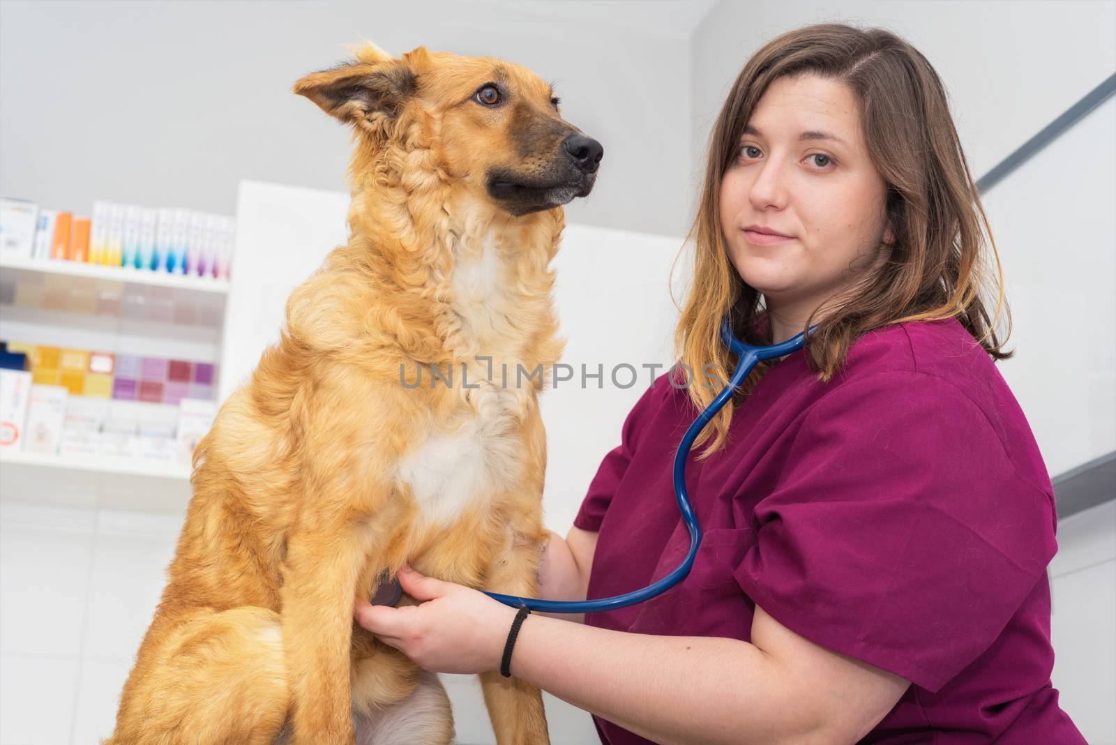 Female veterinary doctor using stethoscope for cute dog examination