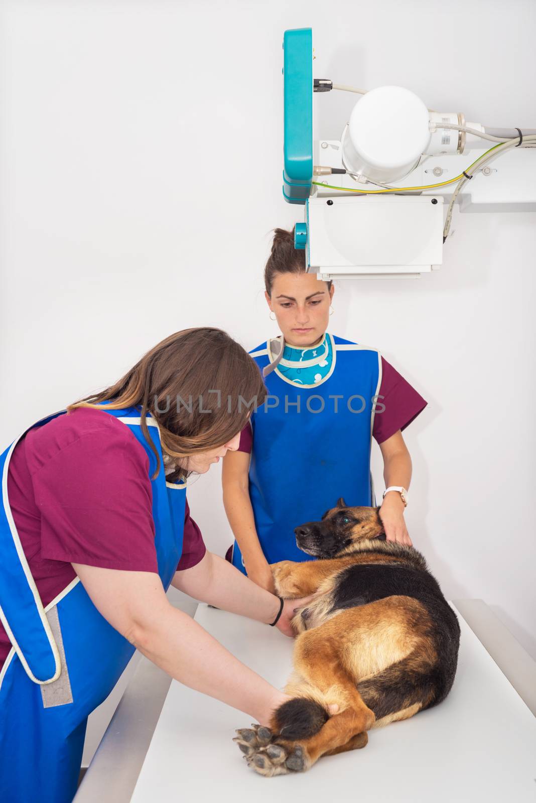 Veterinary radiologist examining dog in x-ray room by HERRAEZ