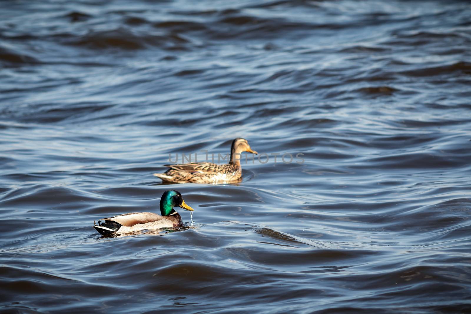 ducks swimming along the river in the wild