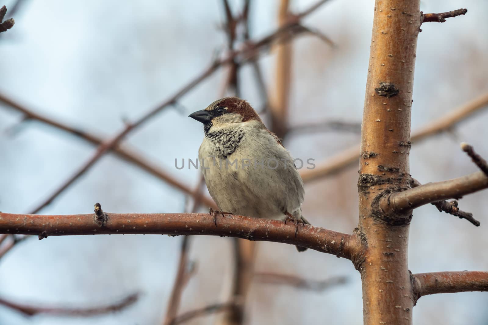 Sparrow bird sitting on tree branch. Bird wildlife scene.