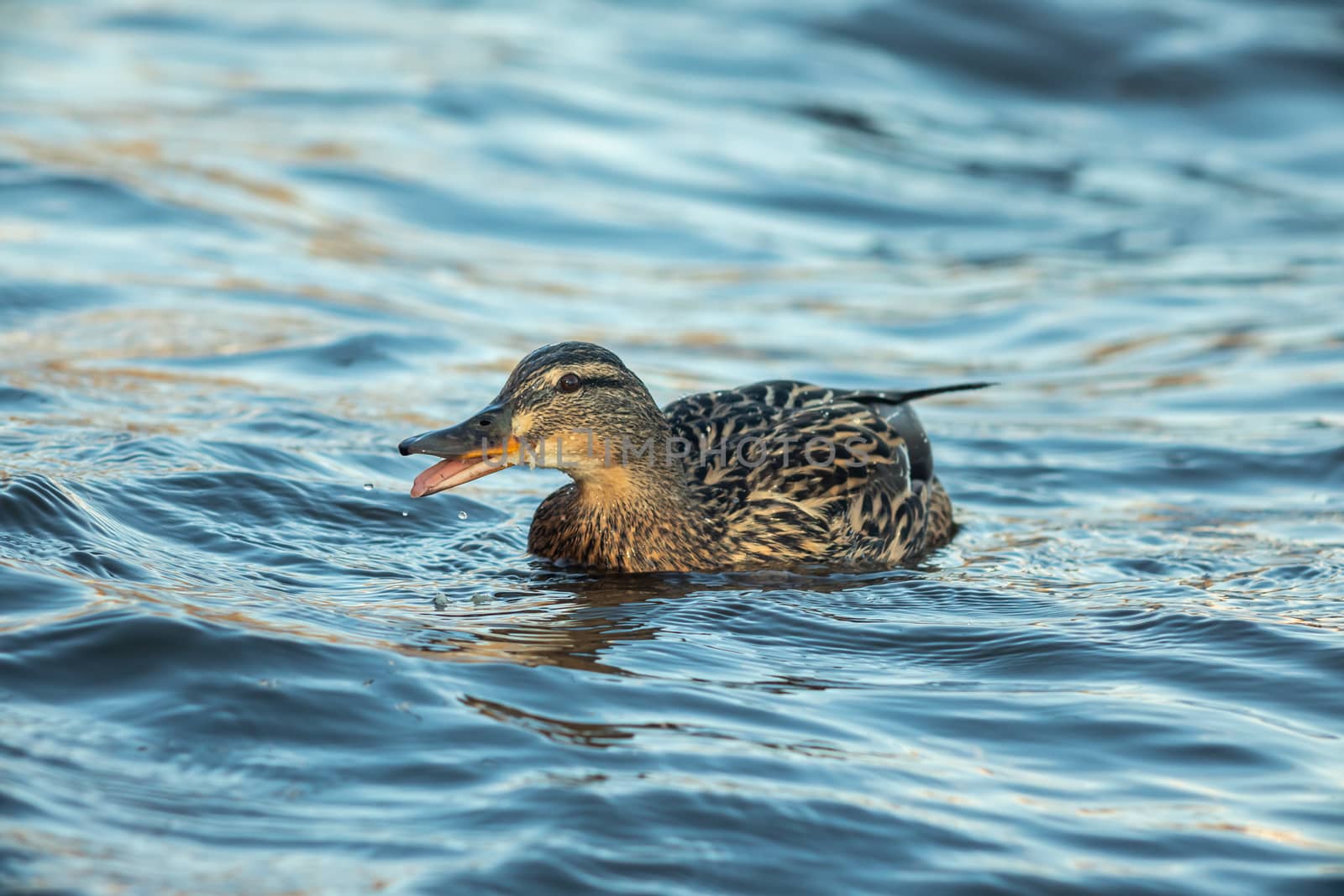 ducks swimming along the river in the wild