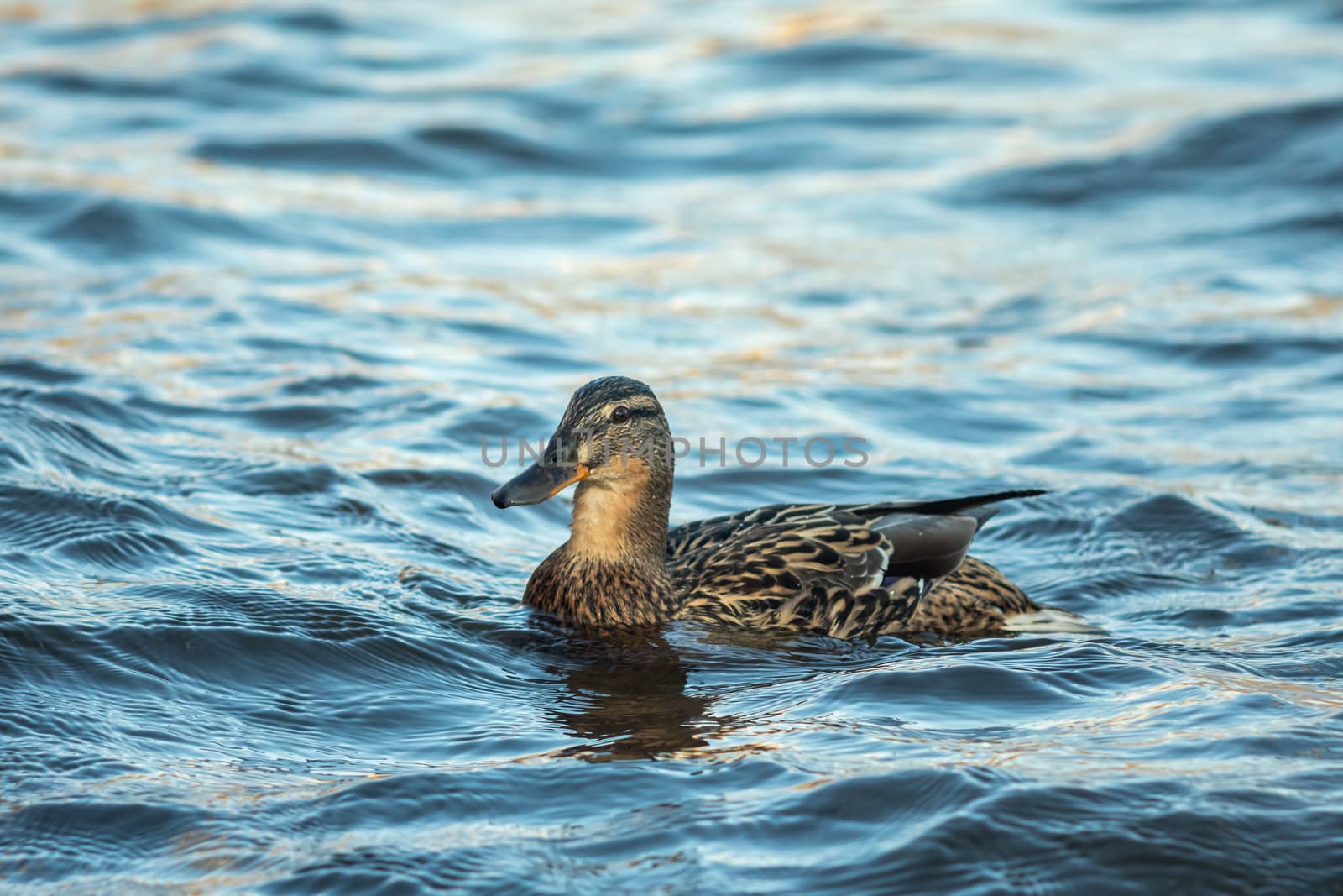 ducks swimming along the river by sveter