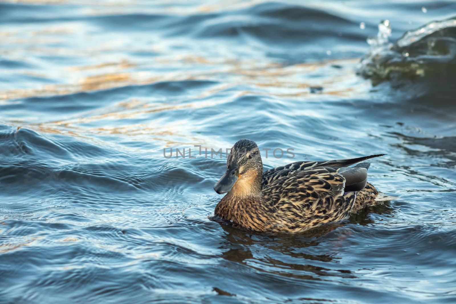 ducks swimming along the river in the wild