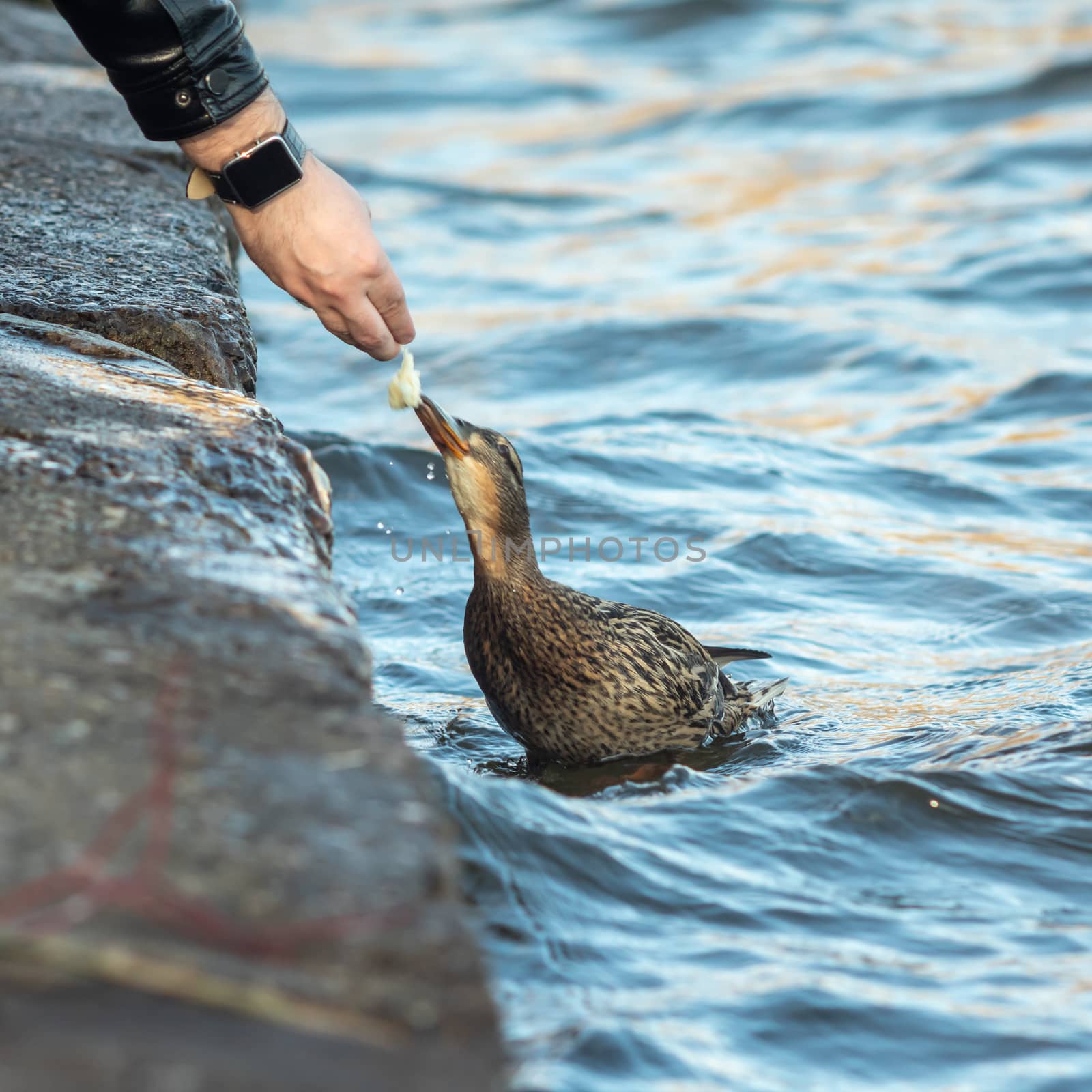 A man feeds a duck from his hand near the reservoir
