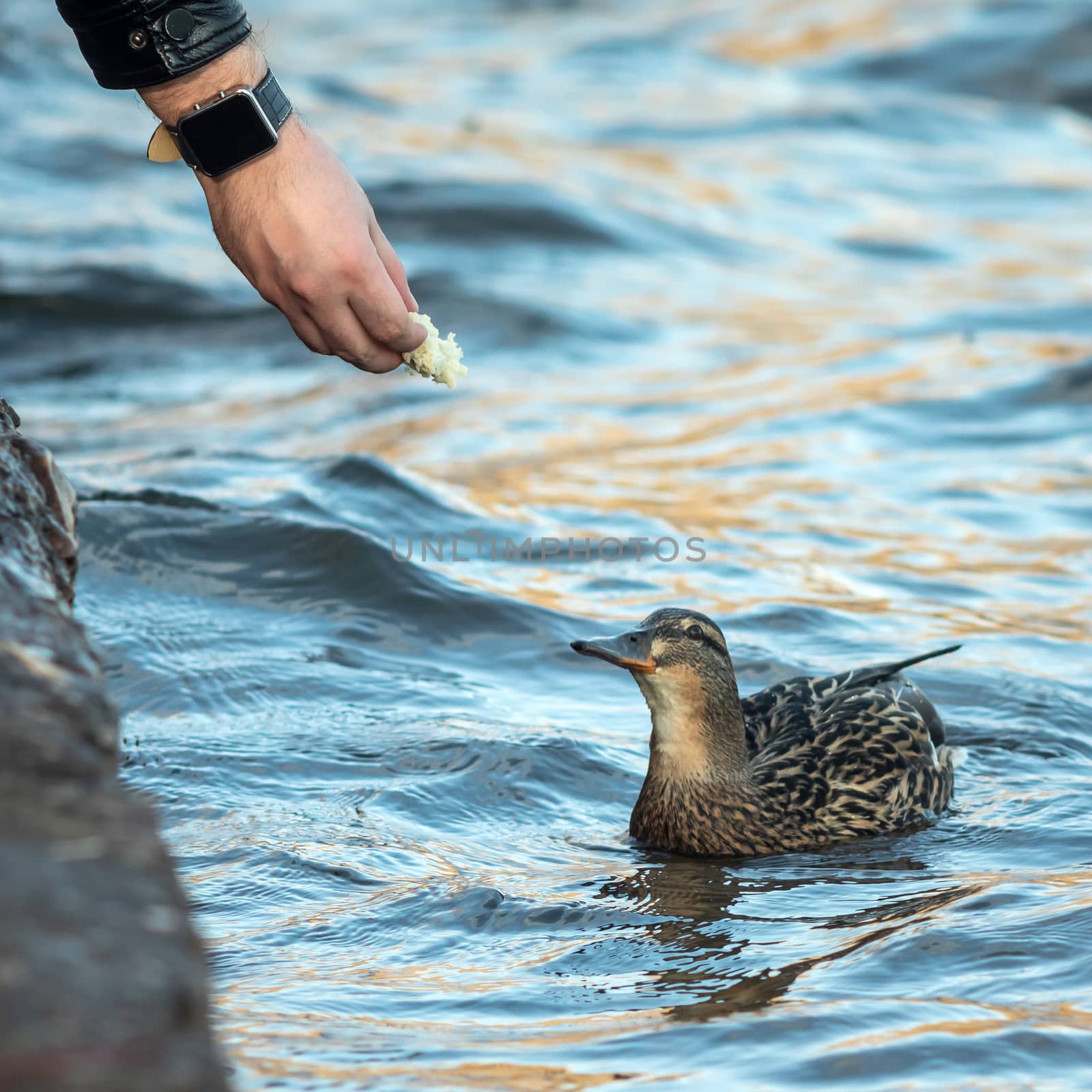 A man feeds a duck from his hand by sveter