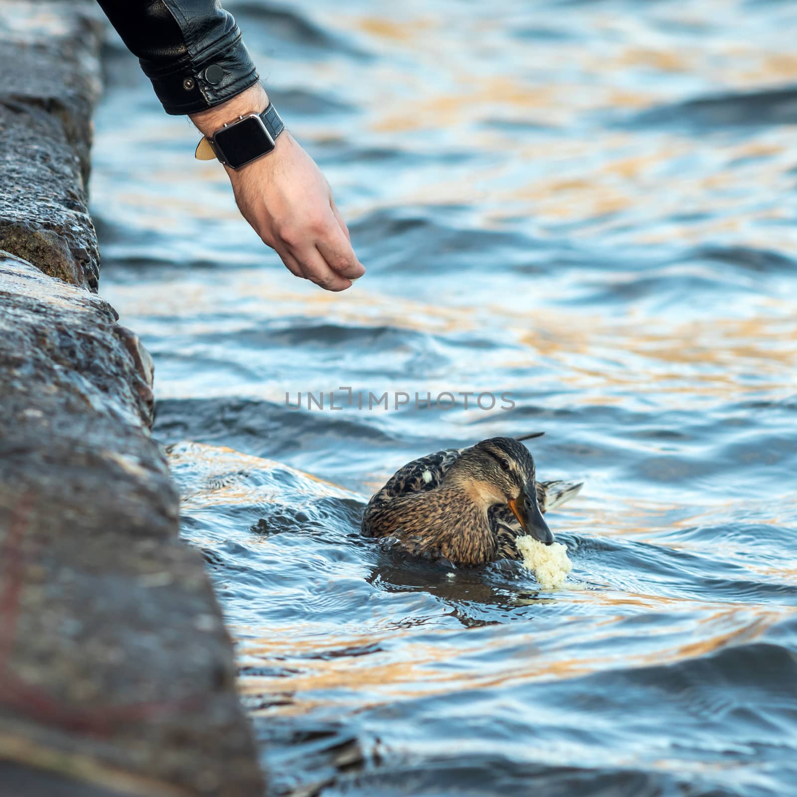 A man feeds a duck from his hand near the reservoir