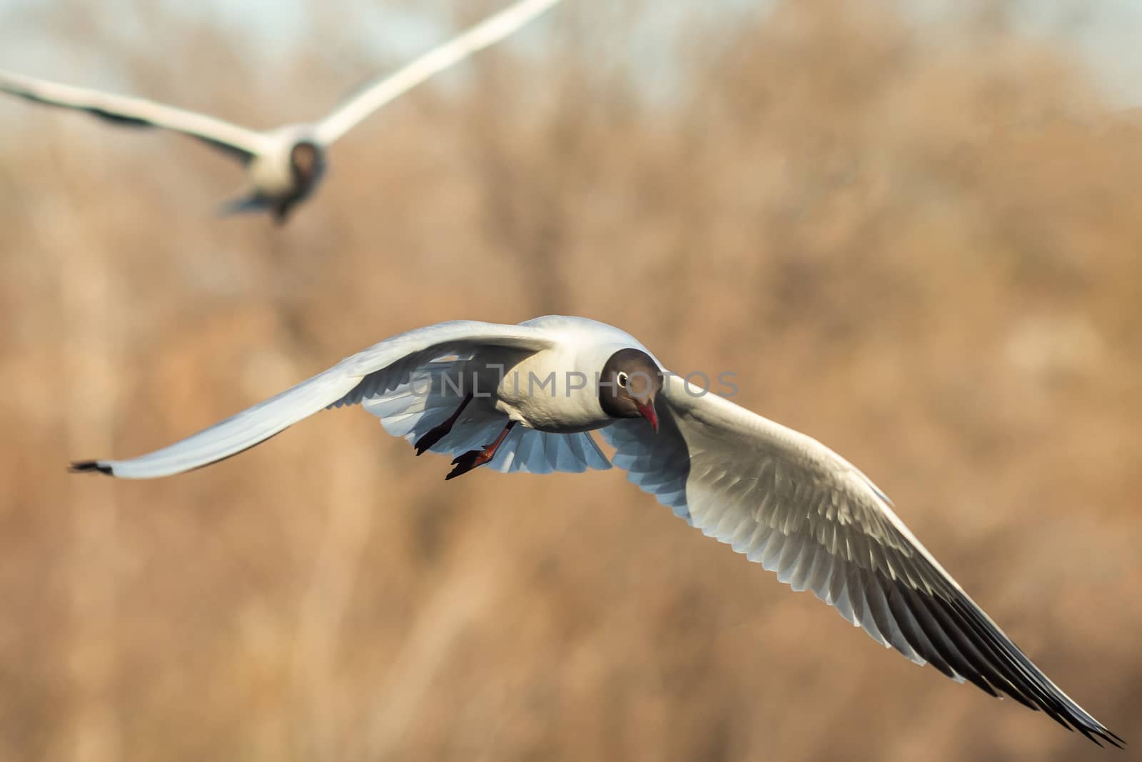 A black and white gull is flying by sveter